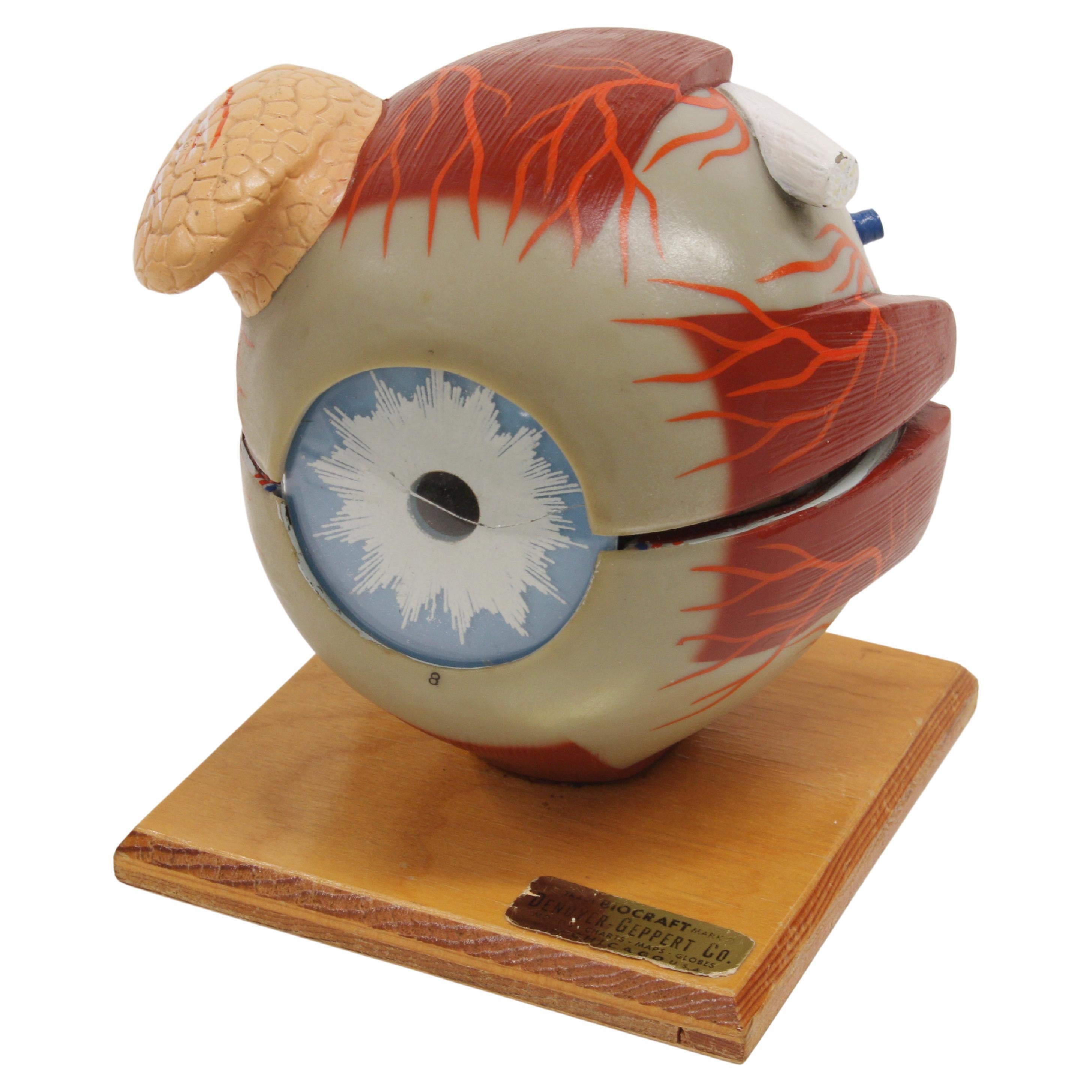1960's Vintage Scientific Anatomical Human 3D Educational Eye Eyeball Model