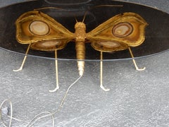 1970 Coffee Table Butterfly Illuminating DLG D. Brasseur or I. Faure, Fernandez