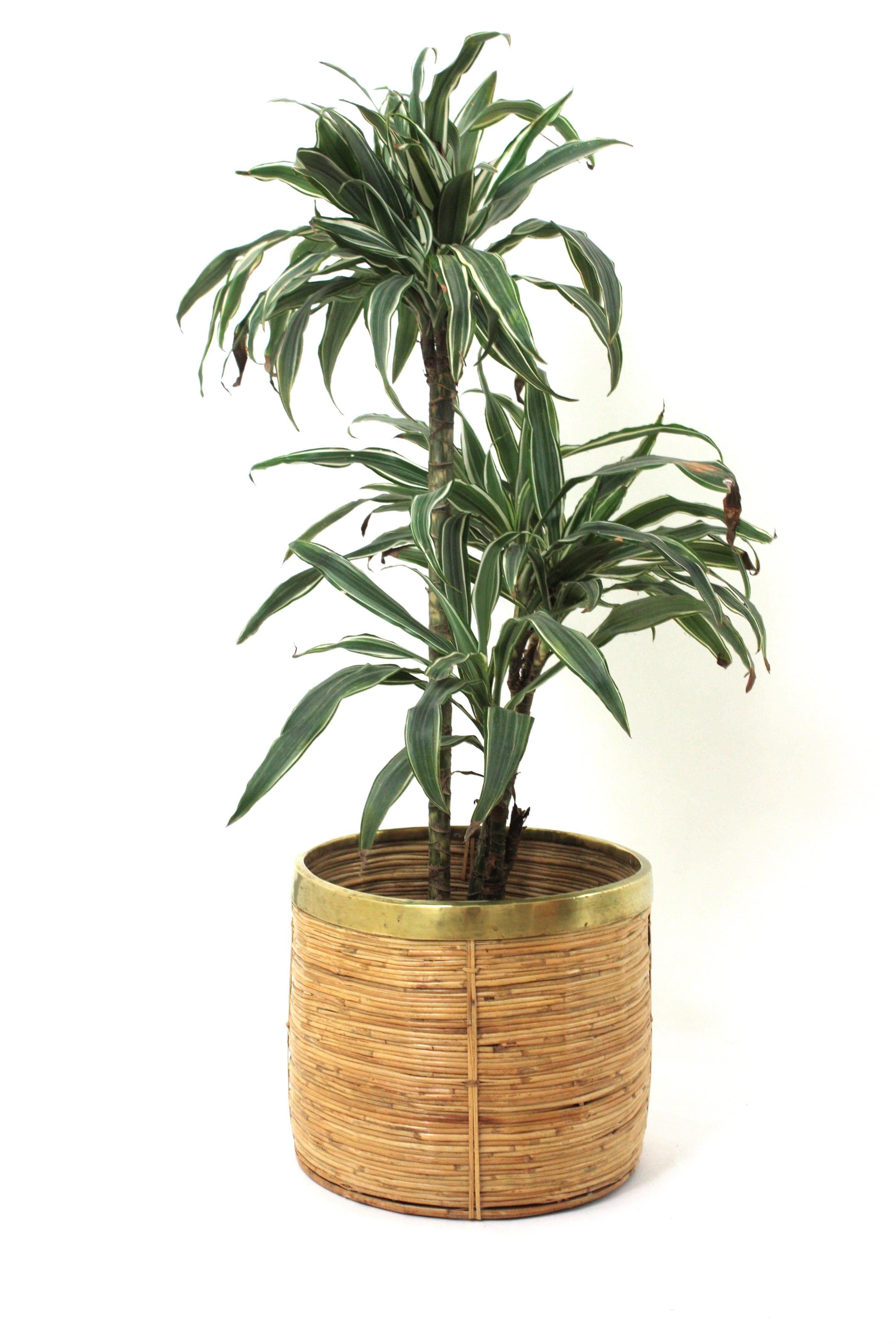 20th Century 1970 Italian Rattan Bamboo Round Planter Basket with Brass Rim For Sale