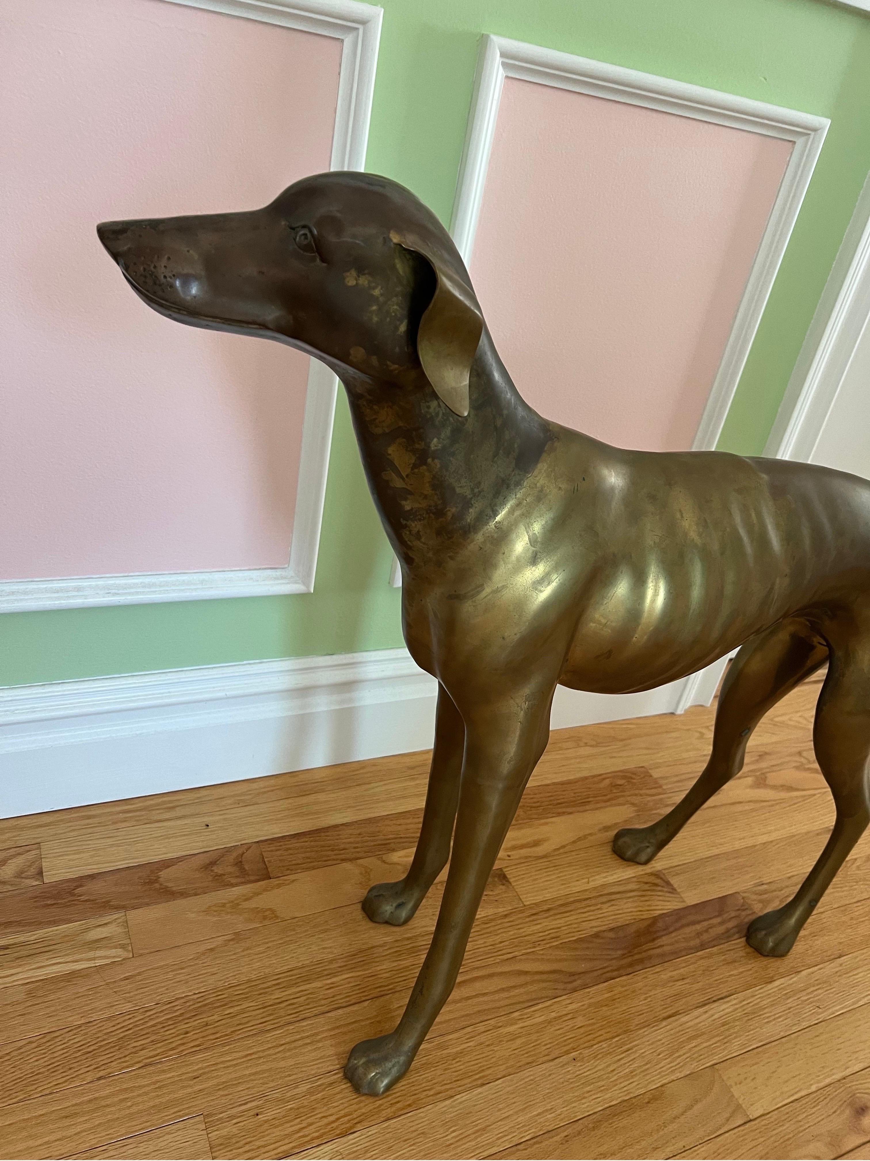 greyhound sizes