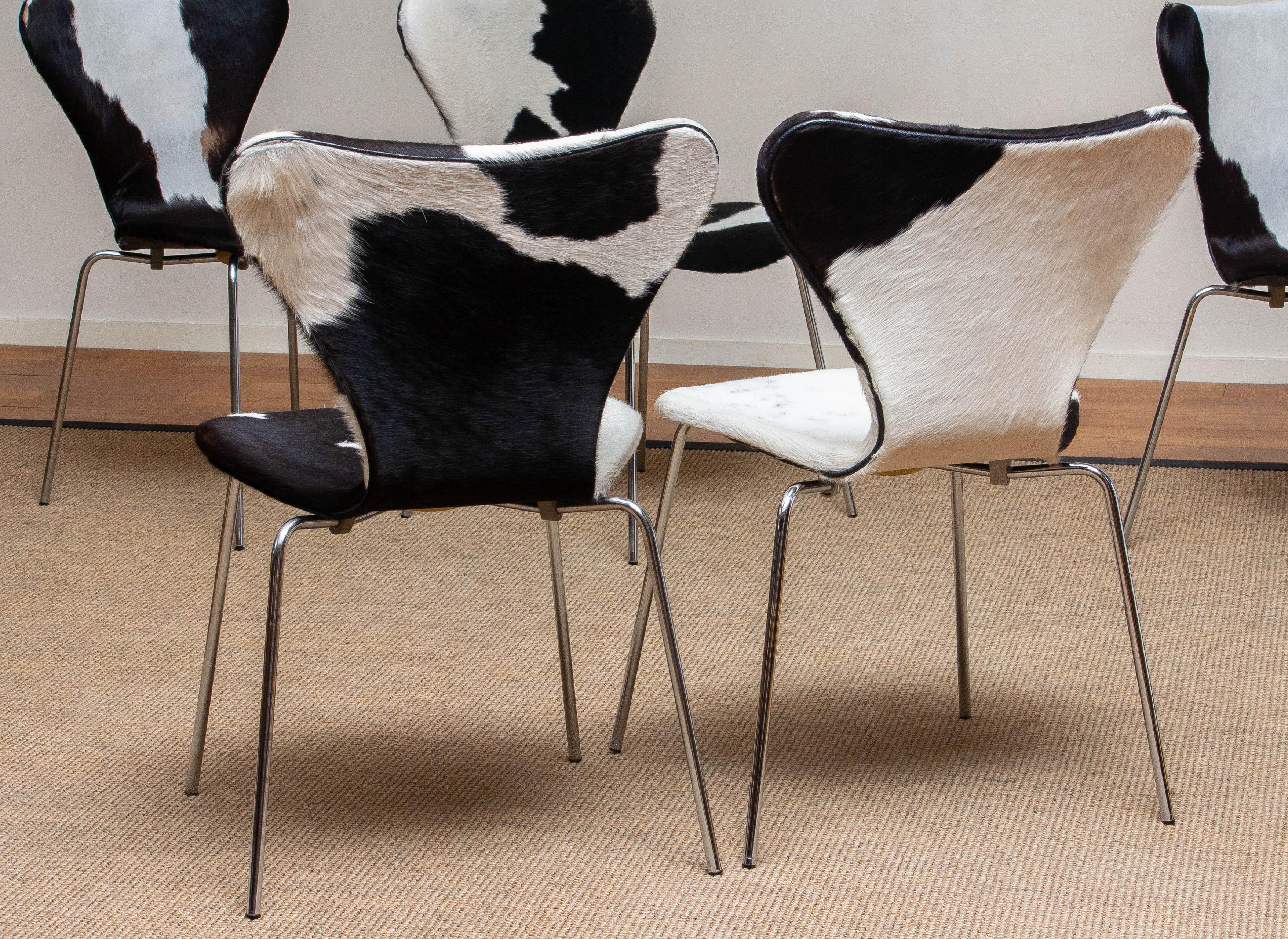1970er, 5 Esszimmerstühle aus Kuhfell von Arne Jacobsen & Fritz Hansen Modell 3107 4