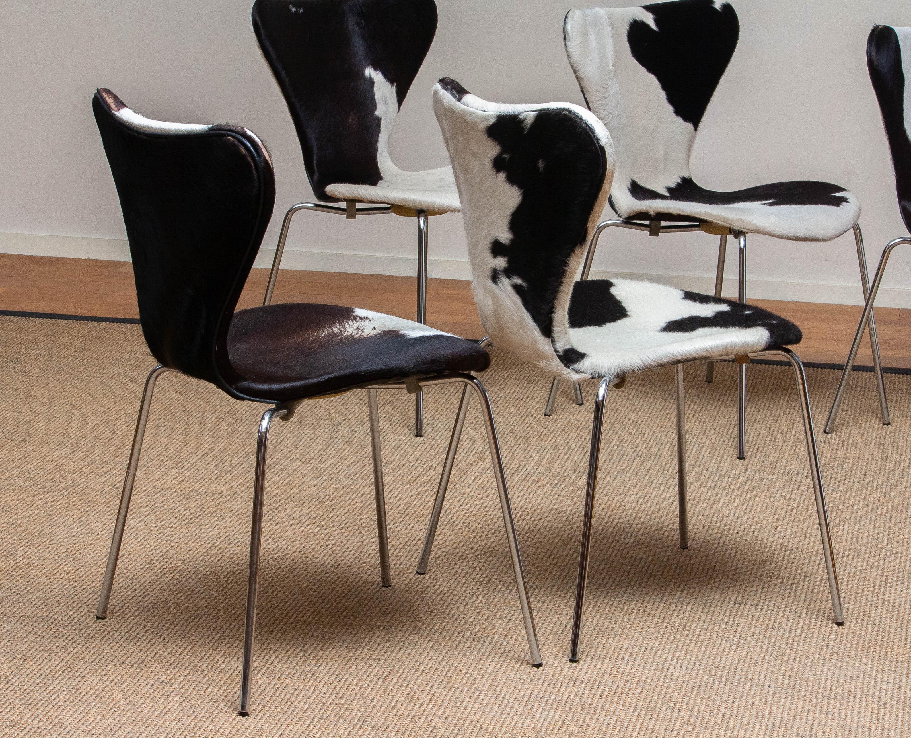 1970s, 5 Cowhide Fur Dining Chairs by Arne Jacobsen & Fritz Hansen Model 3107 6