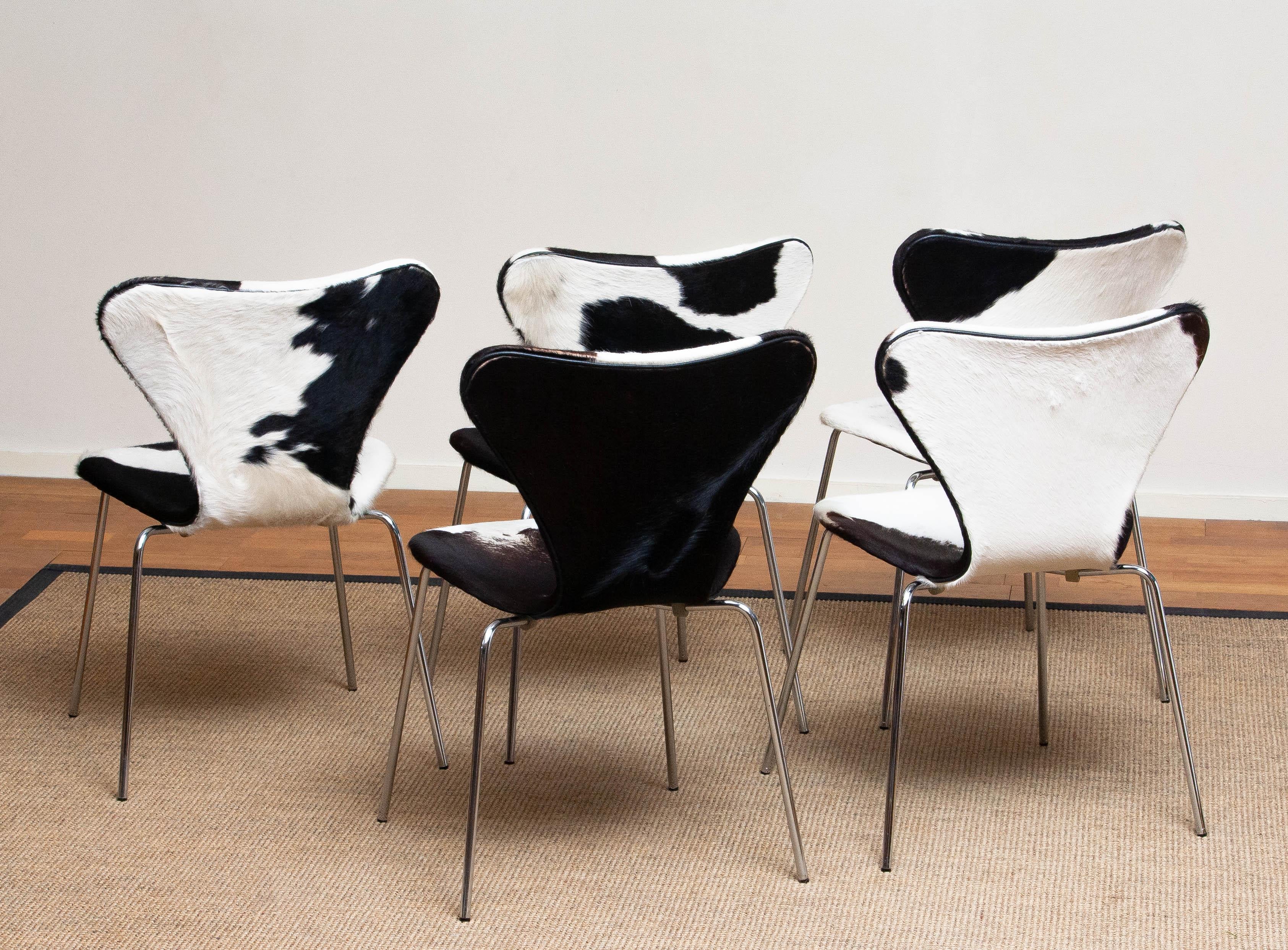 Mid-Century Modern 1970s, 5 Cowhide Fur Dining Chairs by Arne Jacobsen & Fritz Hansen Model 3107