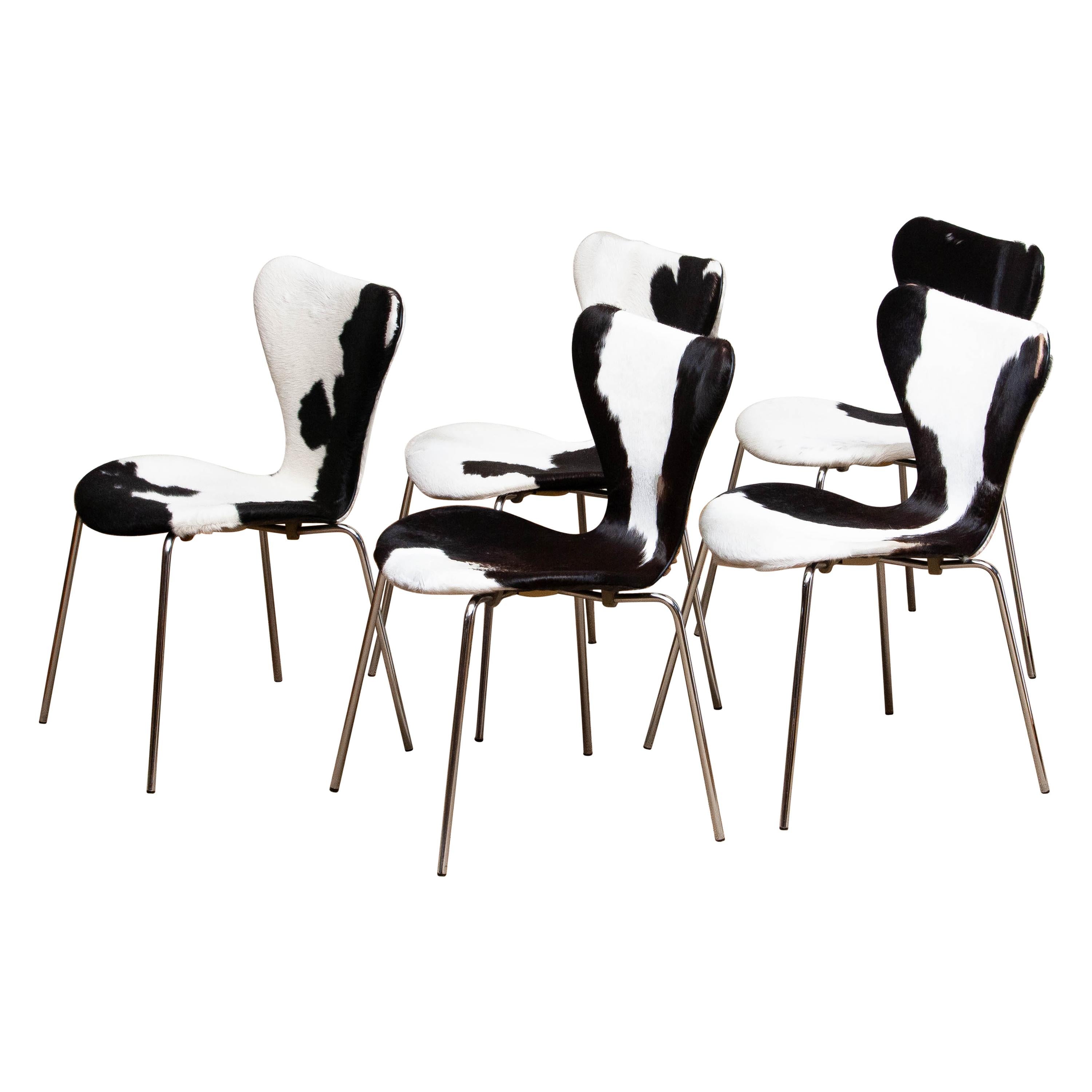 1970er, 5 Esszimmerstühle aus Kuhfell von Arne Jacobsen & Fritz Hansen Modell 3107 (Moderne der Mitte des Jahrhunderts)