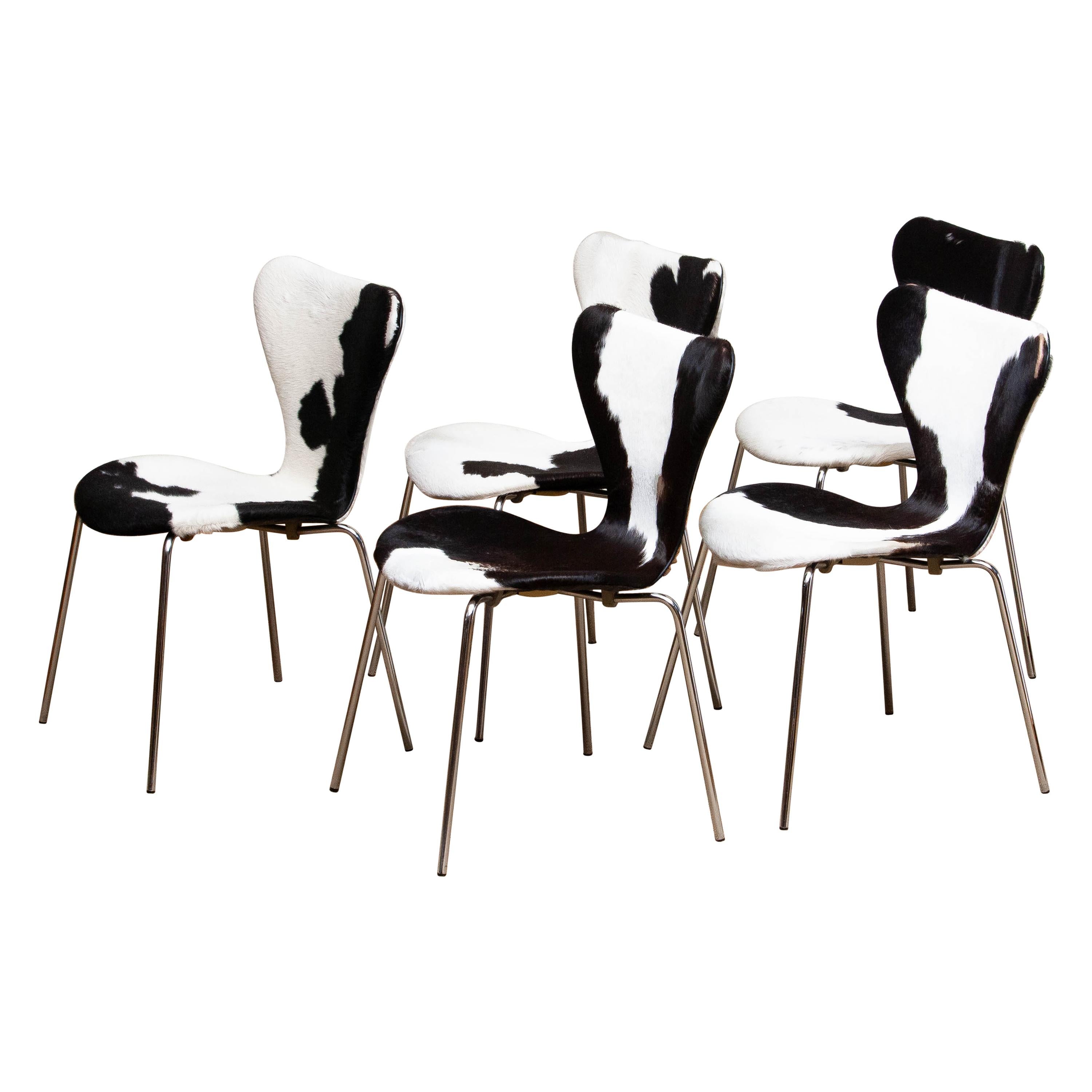 Mid-Century Modern 1970s, 5 Cowhide Fur Dining Chairs by Arne Jacobsen & Fritz Hansen Model 3107