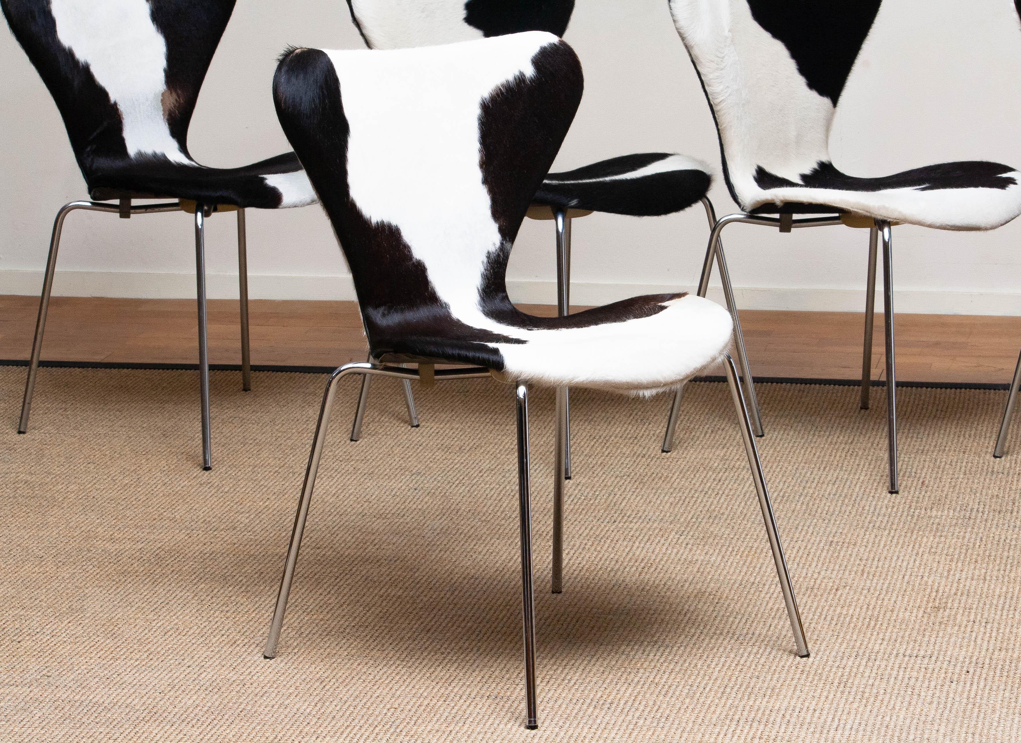 Late 20th Century 1970s, 5 Cowhide Fur Dining Chairs by Arne Jacobsen & Fritz Hansen Model 3107
