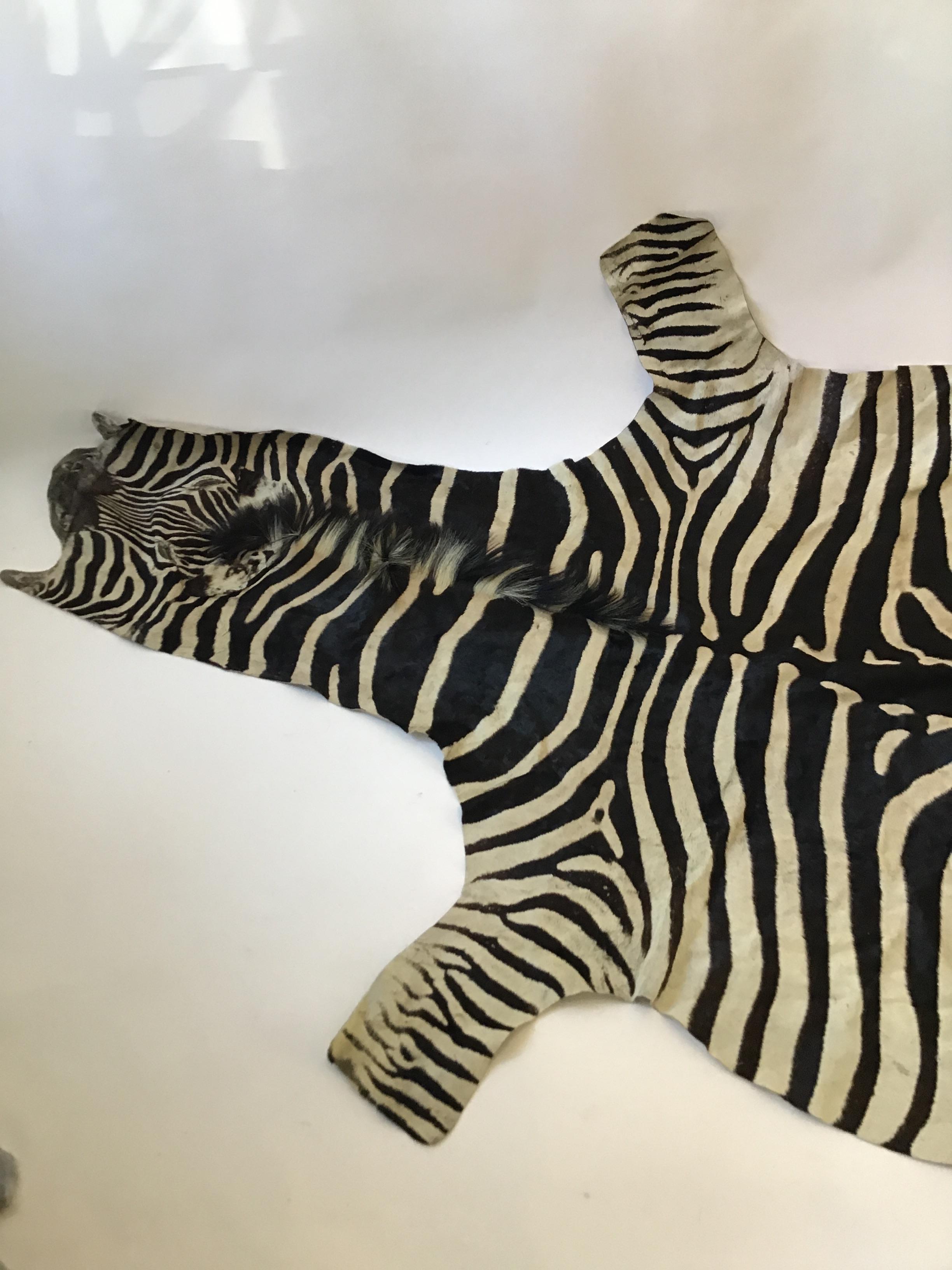 1970s African Burchell zebra skin rug.