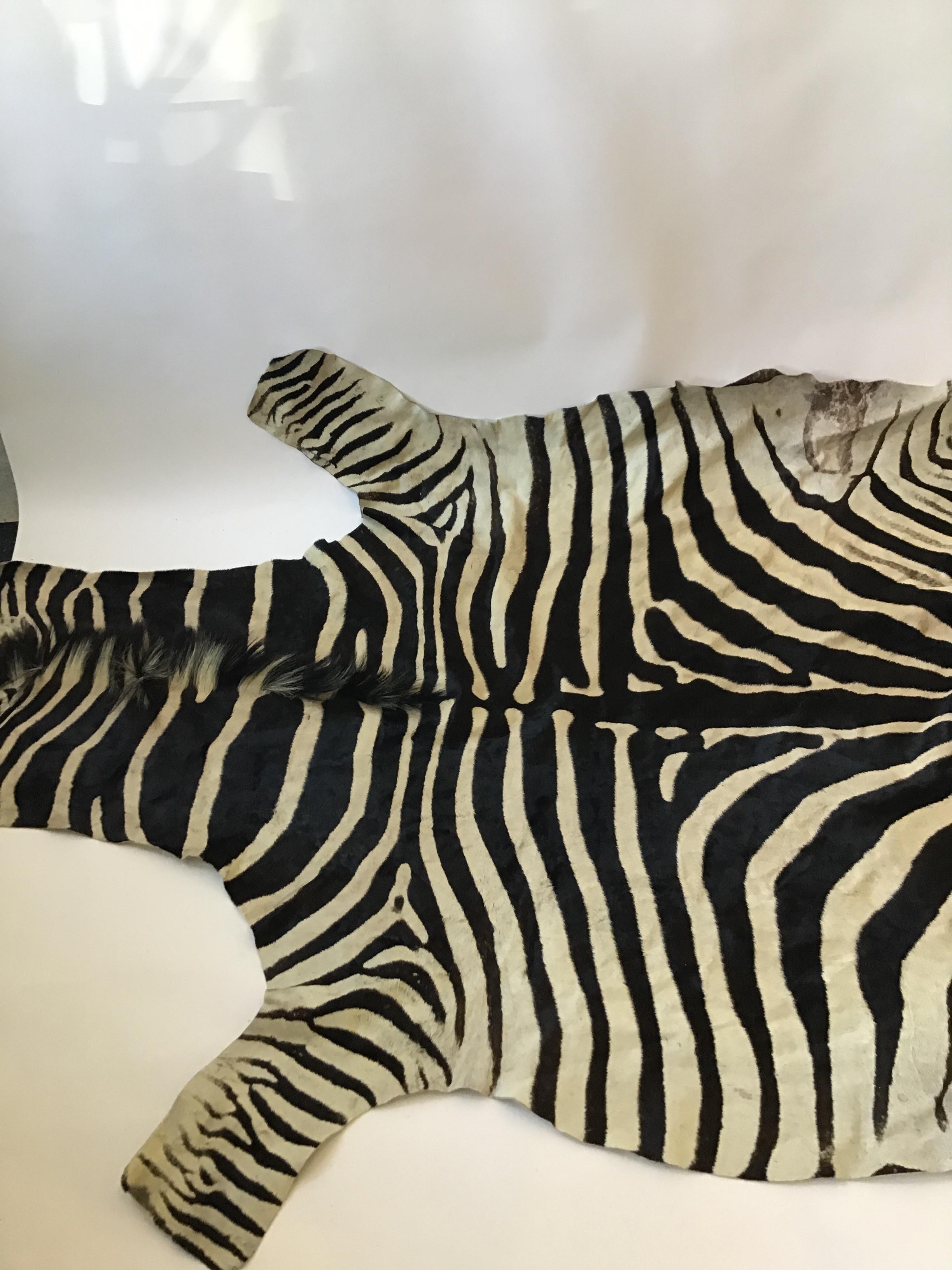1970s African Burchell Zebra Skin Rug In Good Condition In Tarrytown, NY
