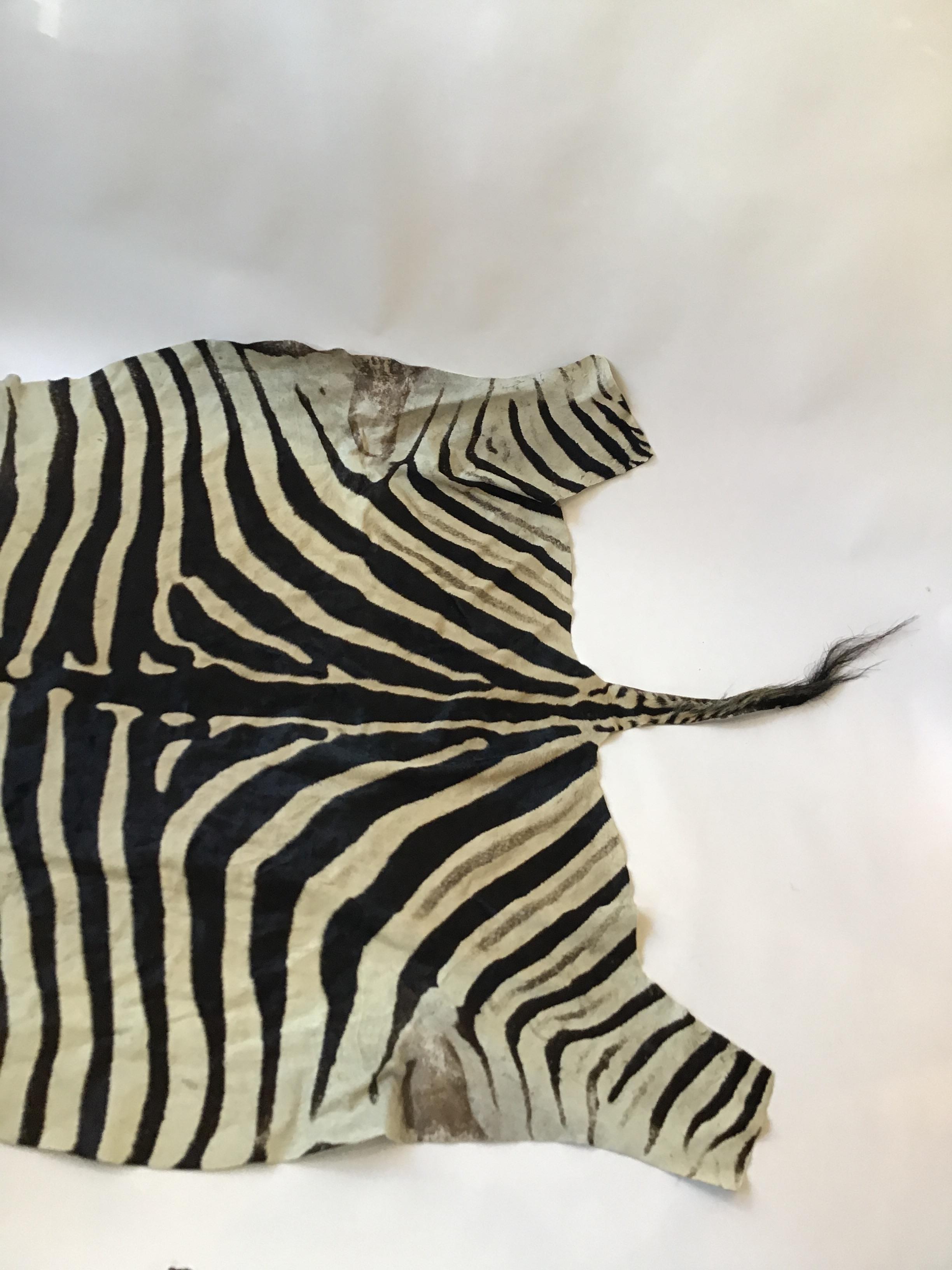 Late 20th Century 1970s African Burchell Zebra Skin Rug