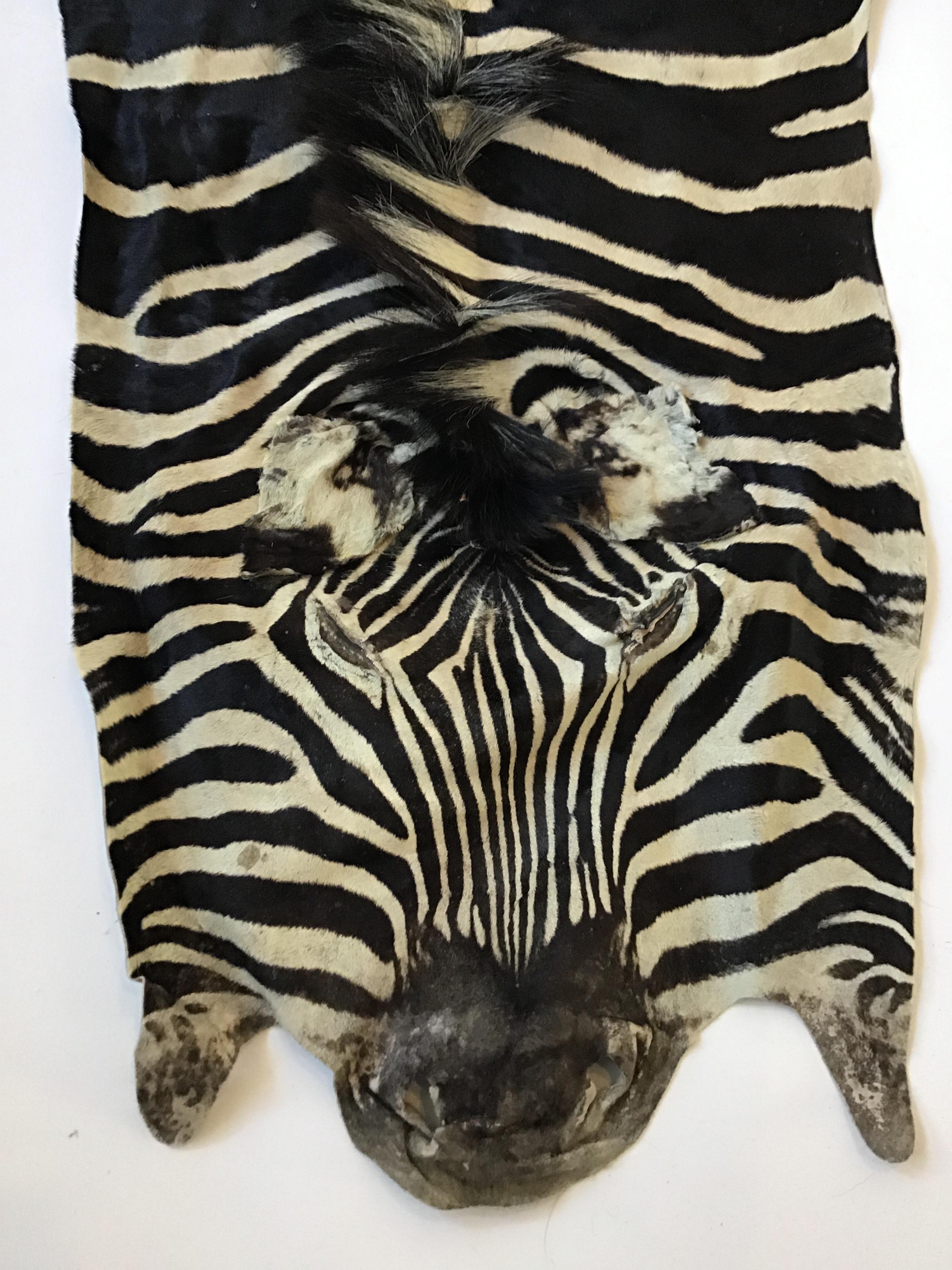 Animal Skin 1970s African Burchell Zebra Skin Rug