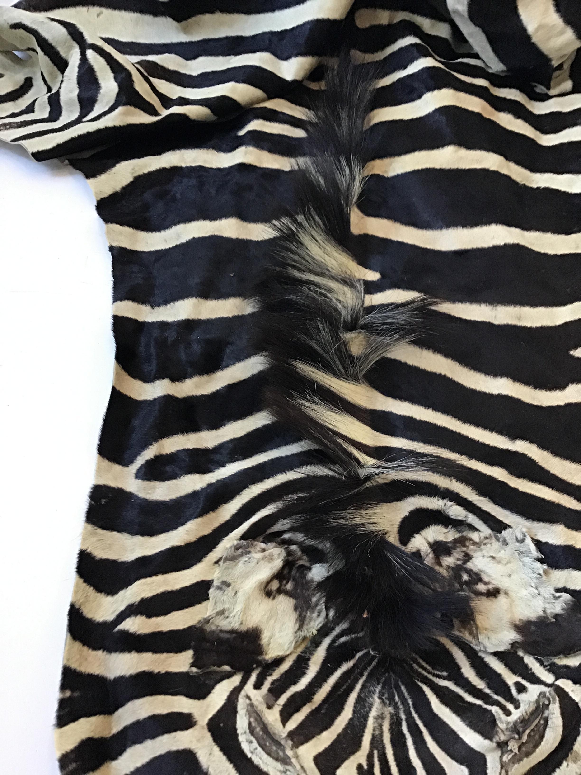 1970s African Burchell Zebra Skin Rug 1