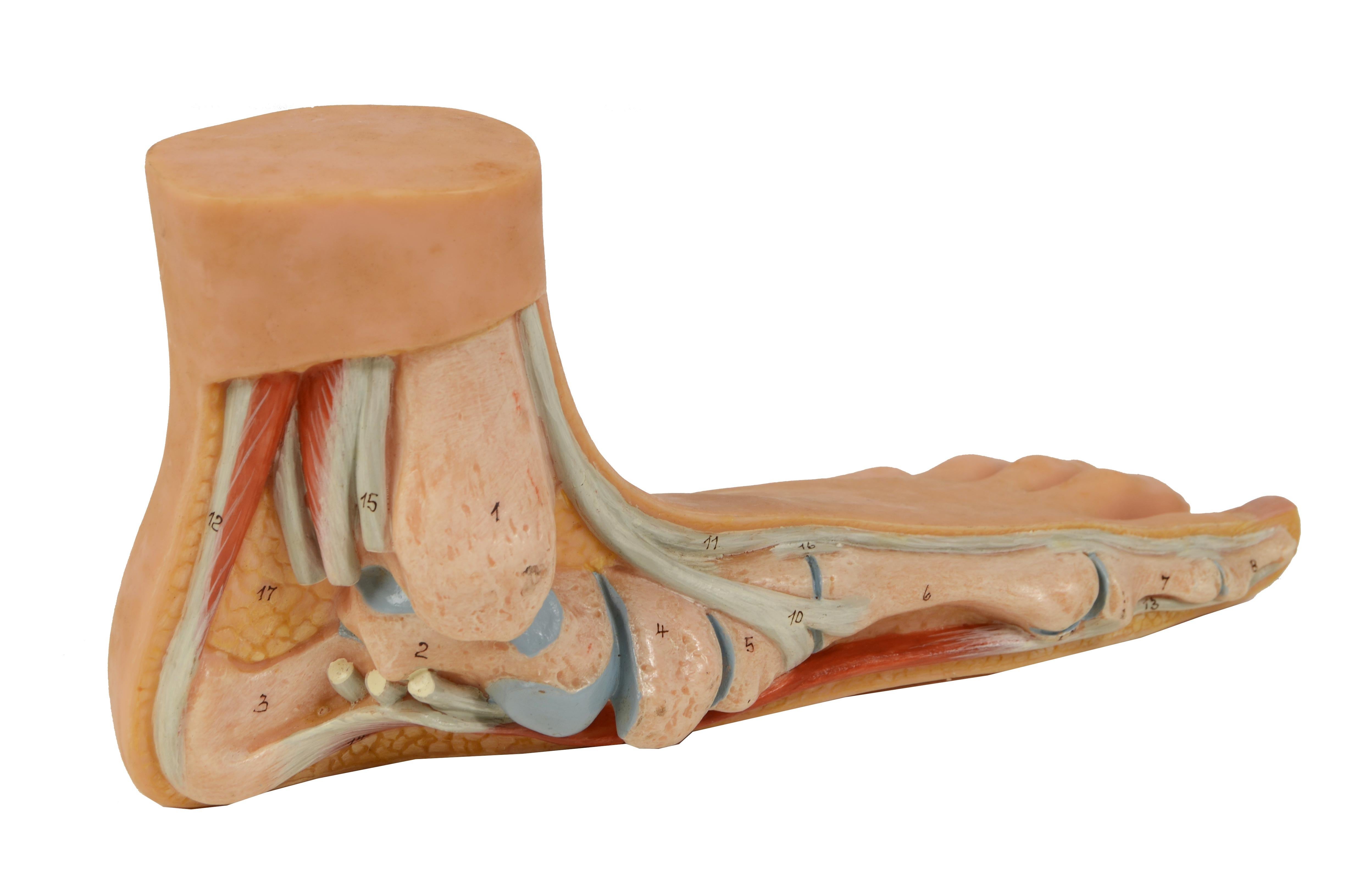 Anatomical teaching model of normal size depicting flat foot 