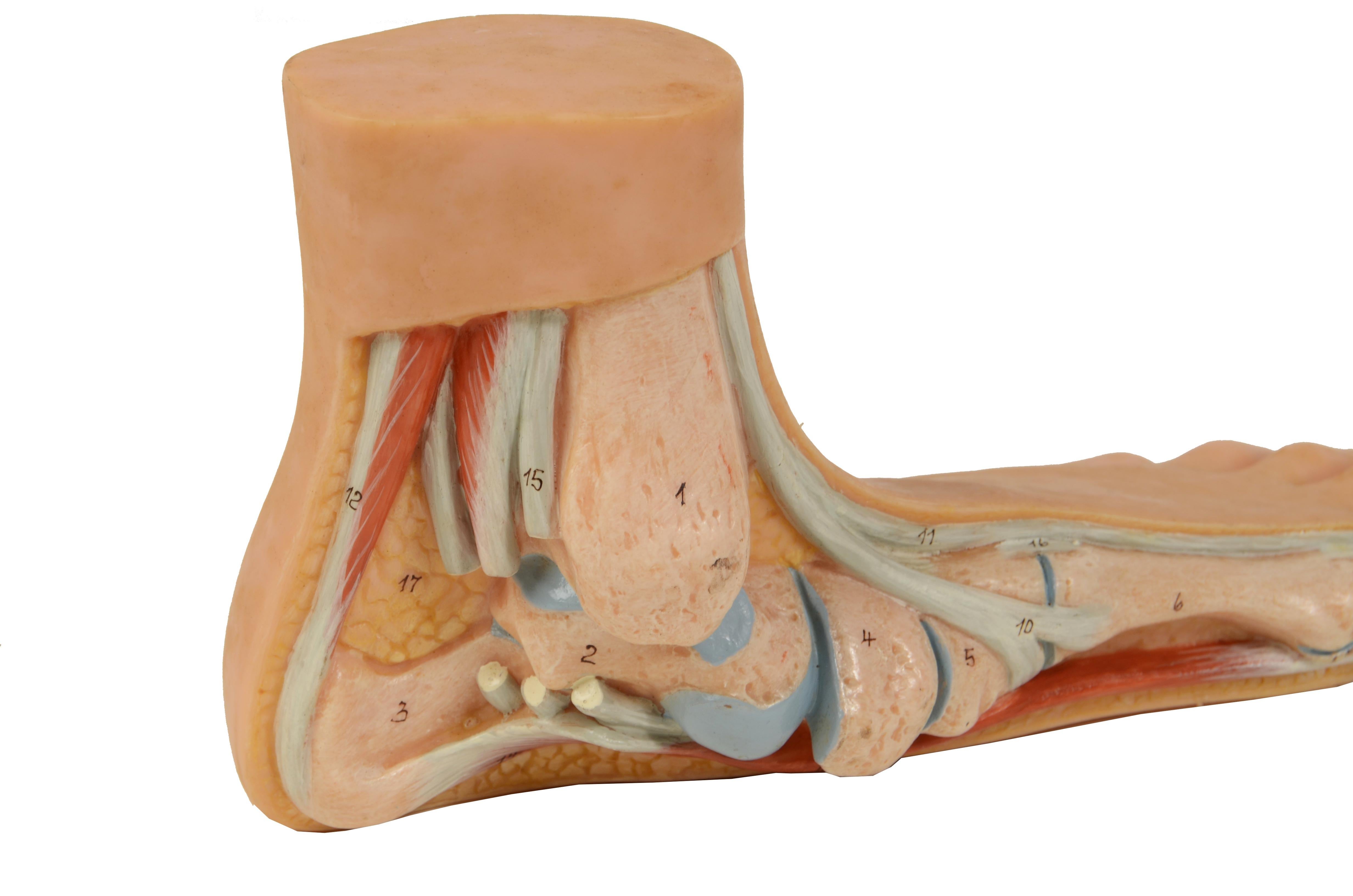 Anatomisches Lehrmodell in normaler Größe aus den 1950er Jahren mit flachem Fuß, „Pes Planus“ im Zustand „Gut“ im Angebot in Milan, IT