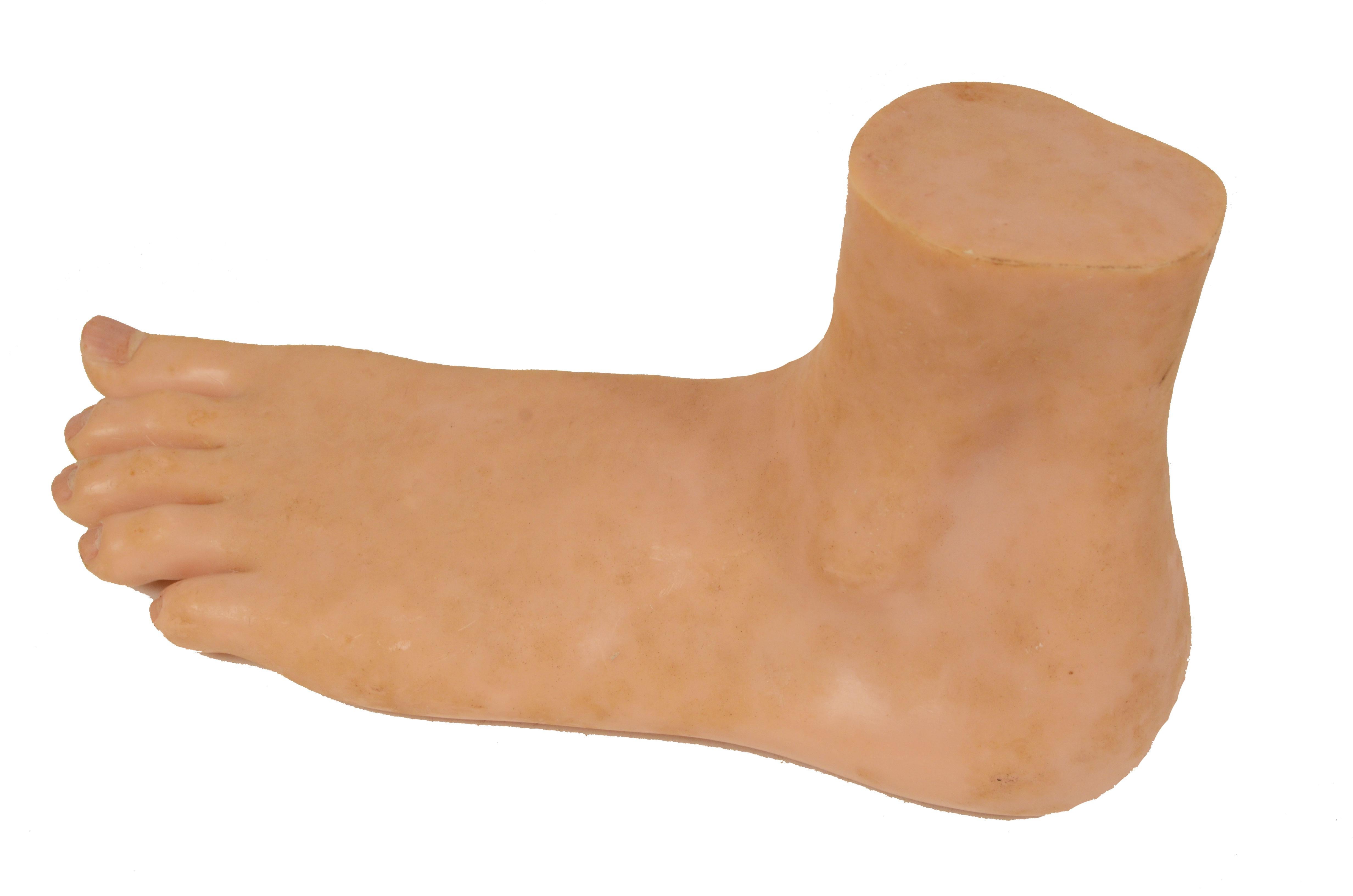 Plastic 1950s Anatomical Teaching Model of Normal Size Depicting Flat Foot 