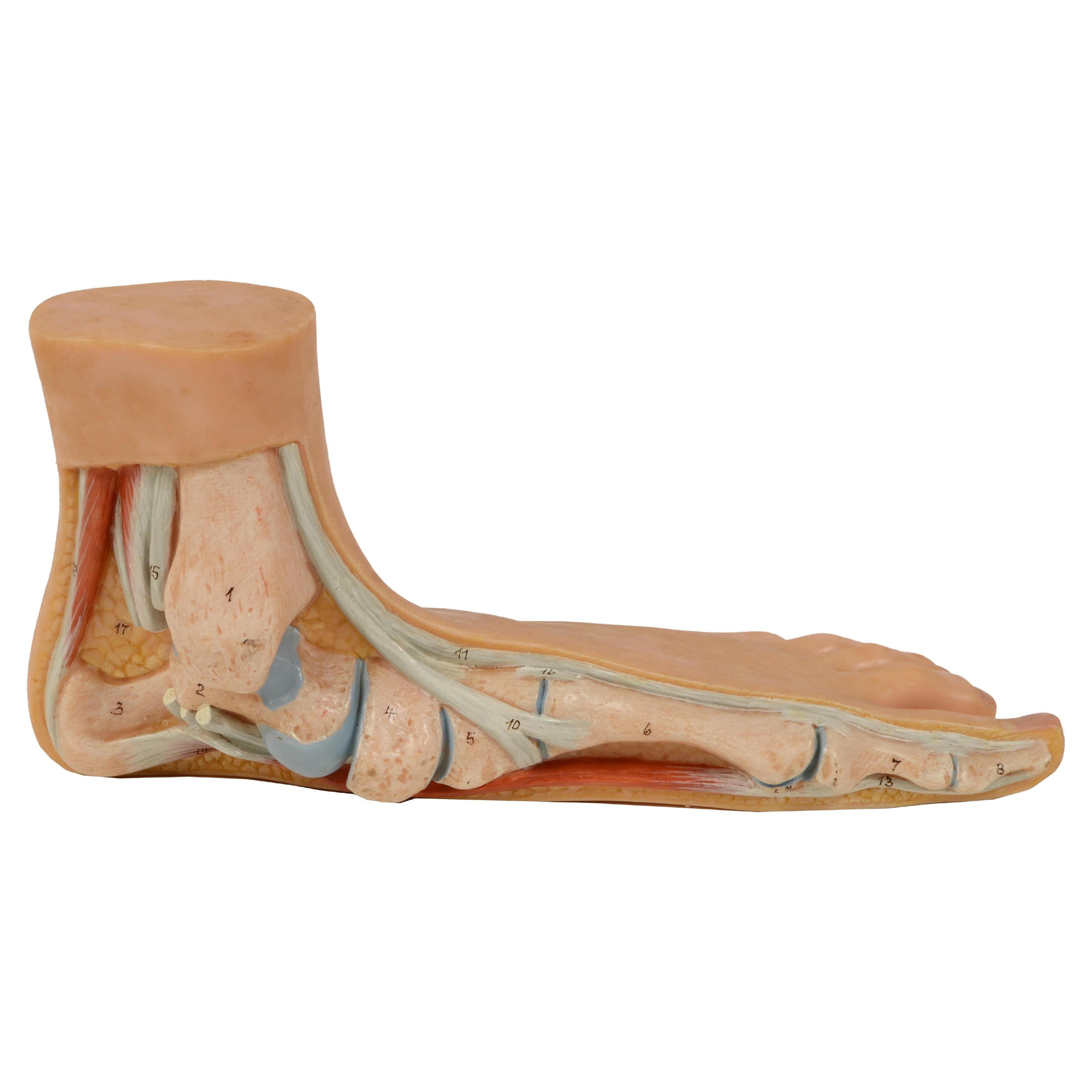 Anatomisches Lehrmodell in normaler Größe aus den 1950er Jahren mit flachem Fuß, „Pes Planus“
