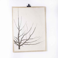1970's Bare Tree Educational Poster