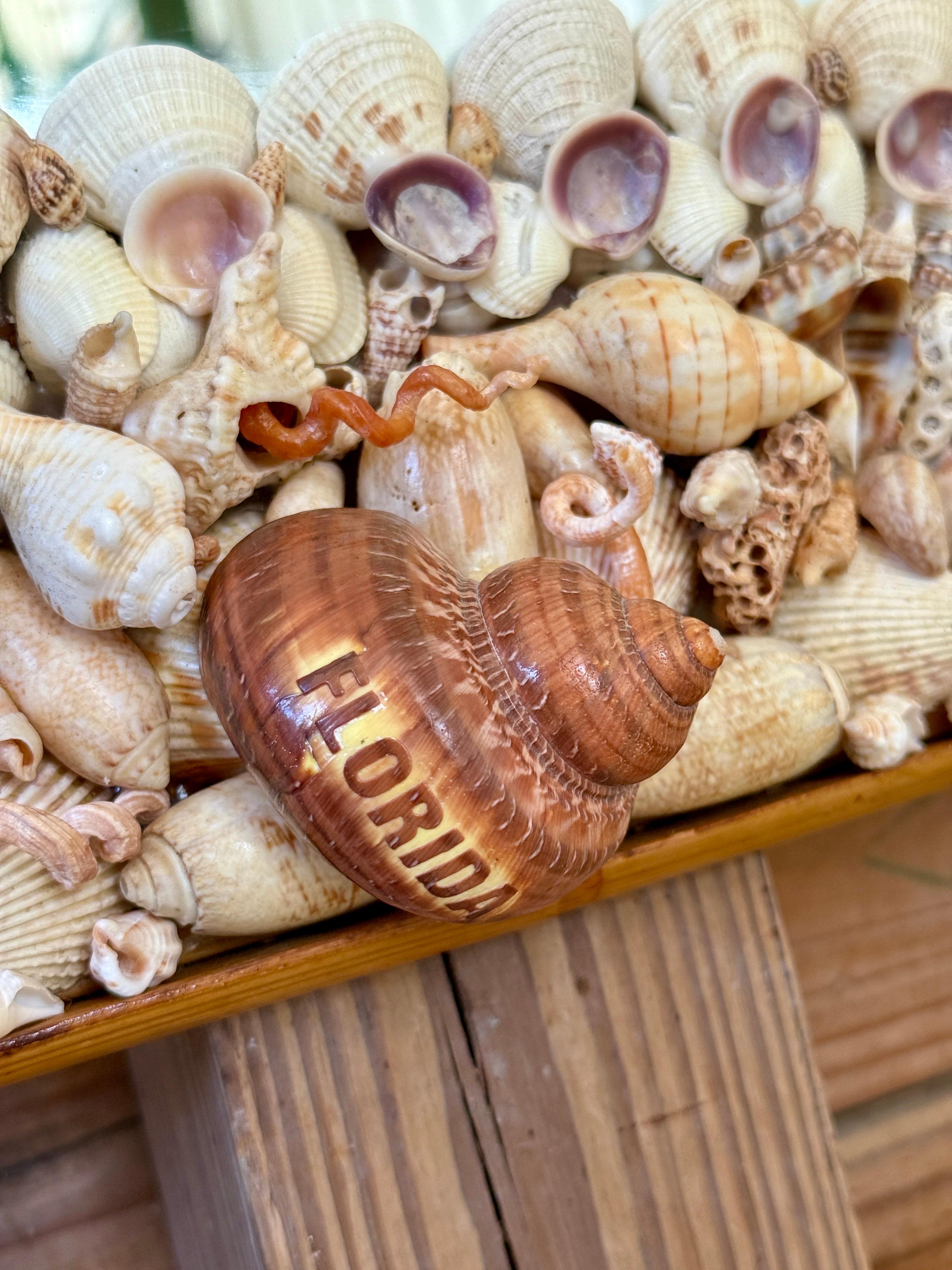 Américain Miroir en coquillage de mer côtier organique des années 1970 avec garniture en rotin finie en vente