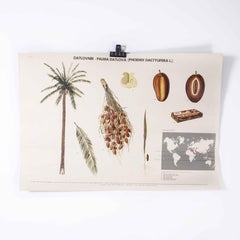 1970's Date Tree Educational Poster