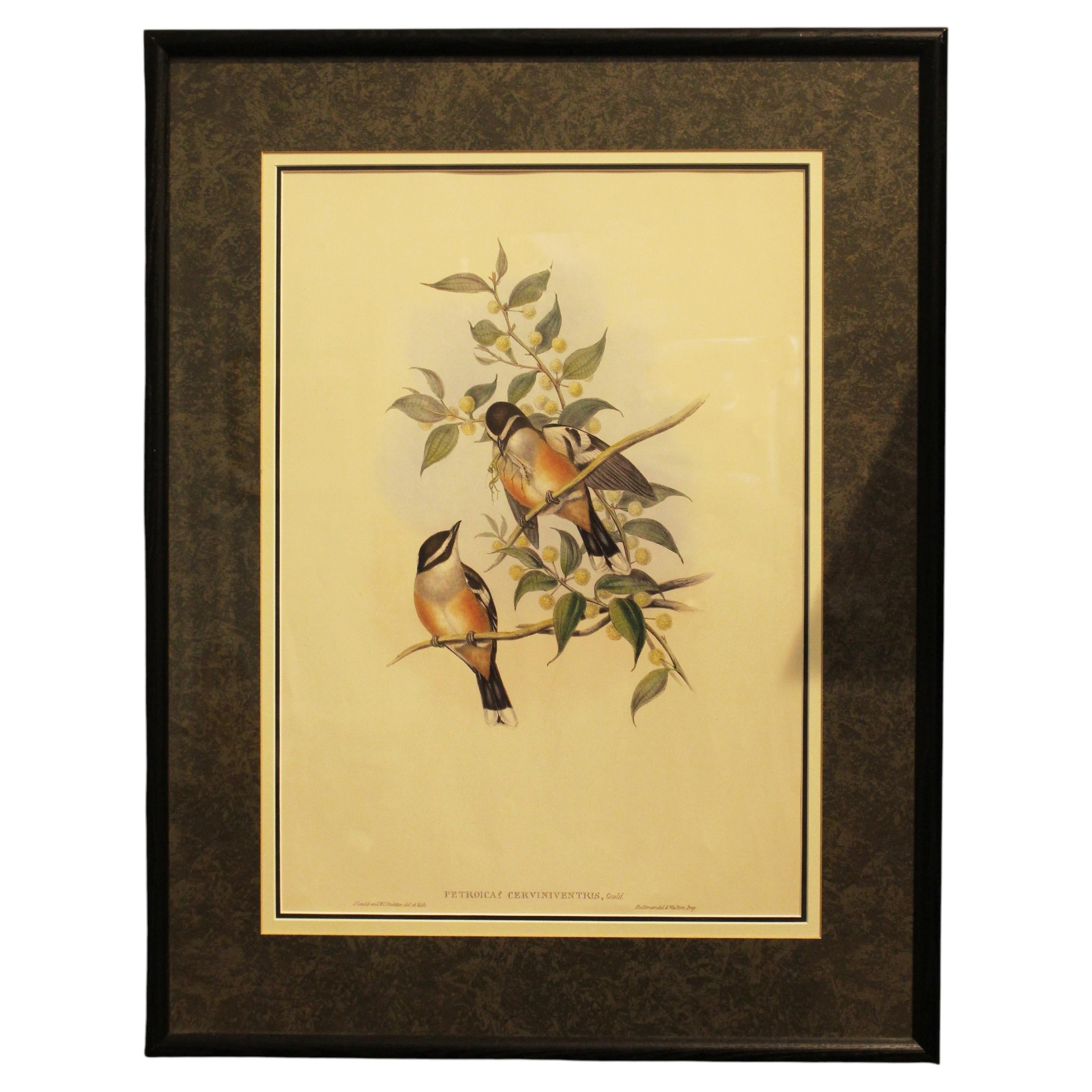 1970s English Framed Reproduction of Gould's Buff Sided Robin Lithograph For Sale