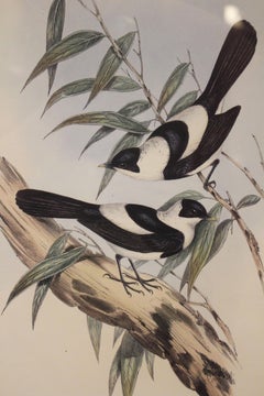1970s English Framed Reproduction of Gould's Kaup's Flycatcher Lithograph
