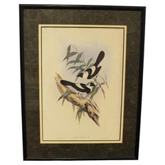 1970s English Framed Reproduction of Gould's Kaup's Flycatcher Lithograph