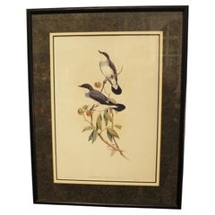 1970s English Framed Reproduction of Gould's White Tailed Robin Lithograph