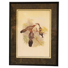 Reproduction anglaise des années 1970 de la lithographie de Gould représentant le Pomatorhinus à couronne marron