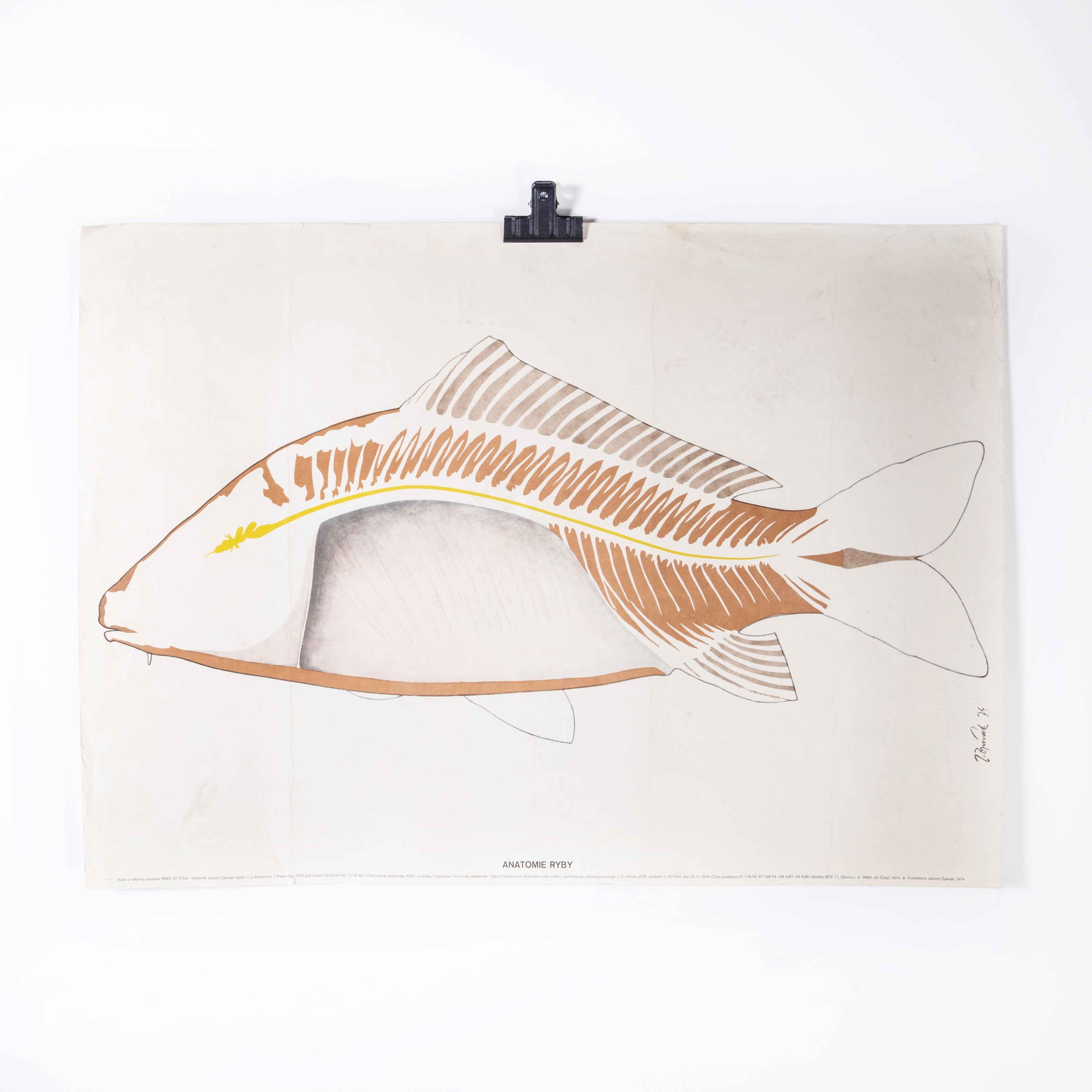 1970’s Fish Outline Educational Poster
1970’s Fish Outline Educational Poster. Early 20th century Czechoslovakian educational chart. A rare and vintage wall chart from the Czech Republic illustrating the outline of a fish and its bones. This