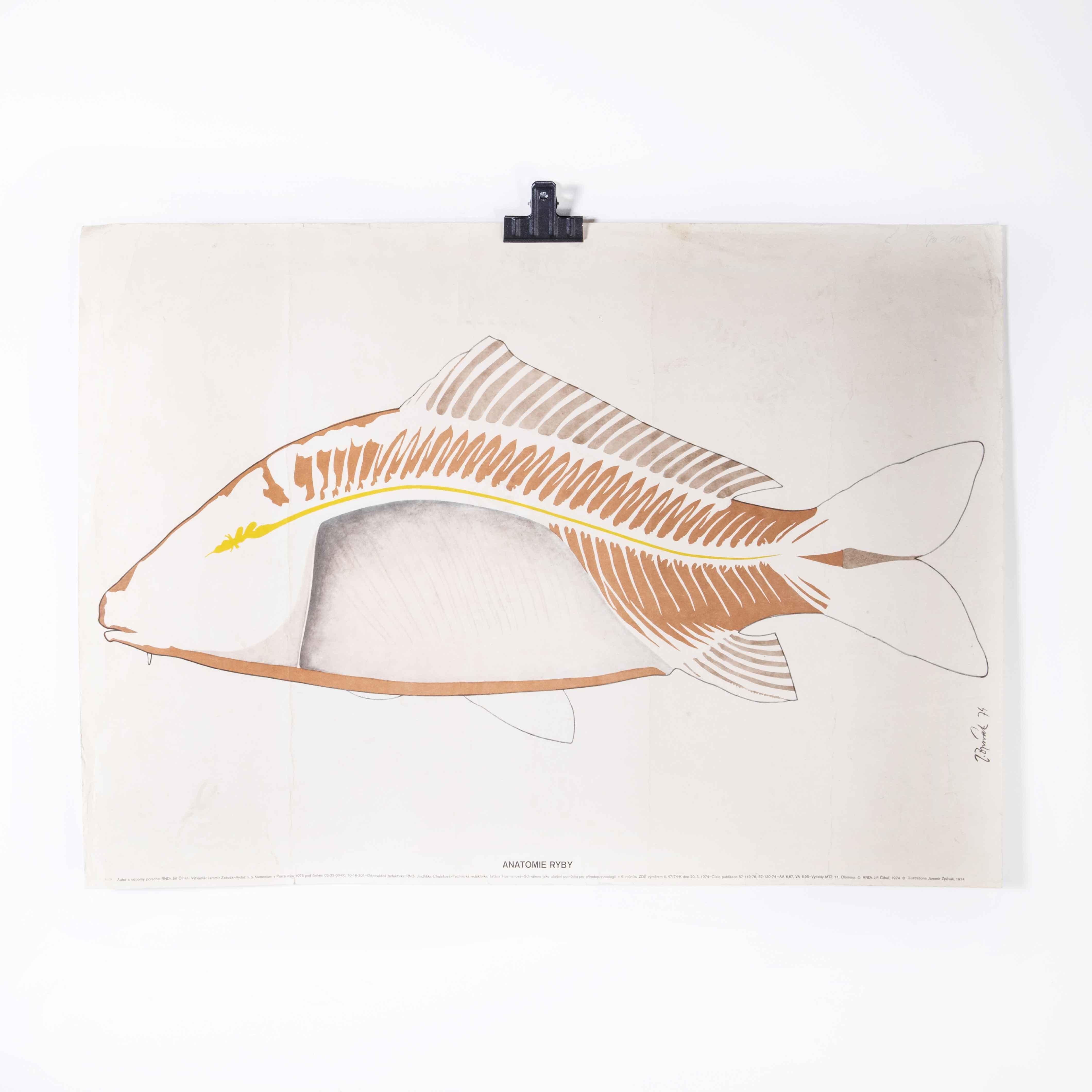 Poster éducatif des années 1970 sur les poissons
Poster éducatif des années 1970 sur le thème du poisson. Tableau éducatif tchécoslovaque du début du 20e siècle. Une carte murale rare et vintage de la République tchèque illustrant la silhouette