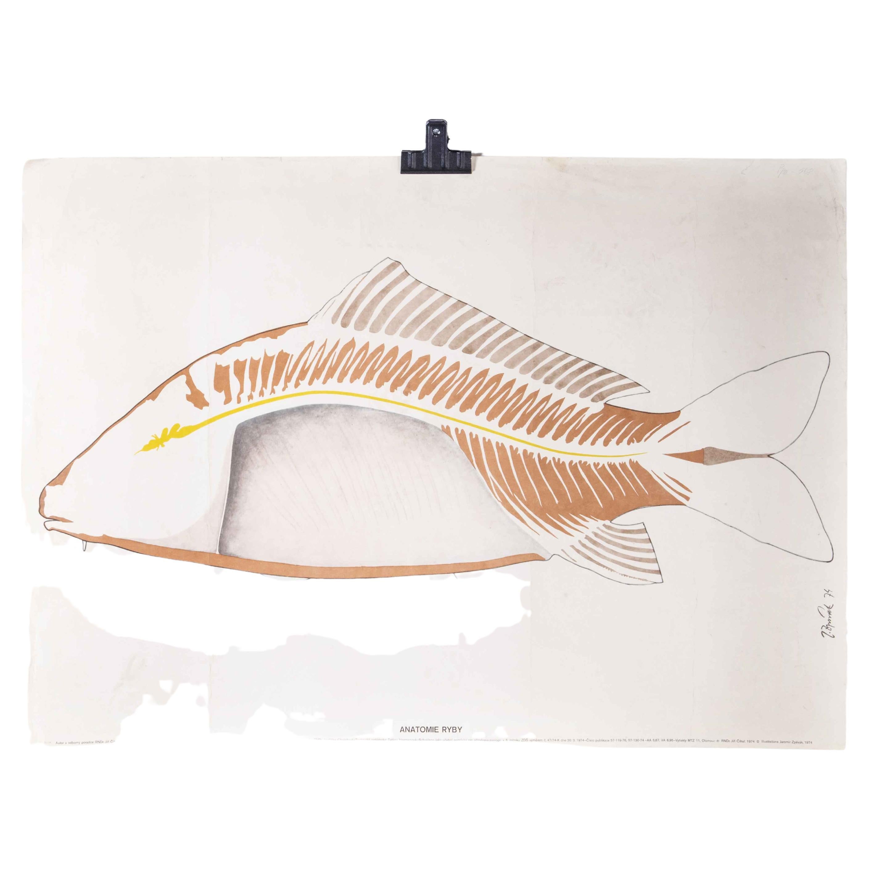 1970's Fish Outline Educational Poster For Sale