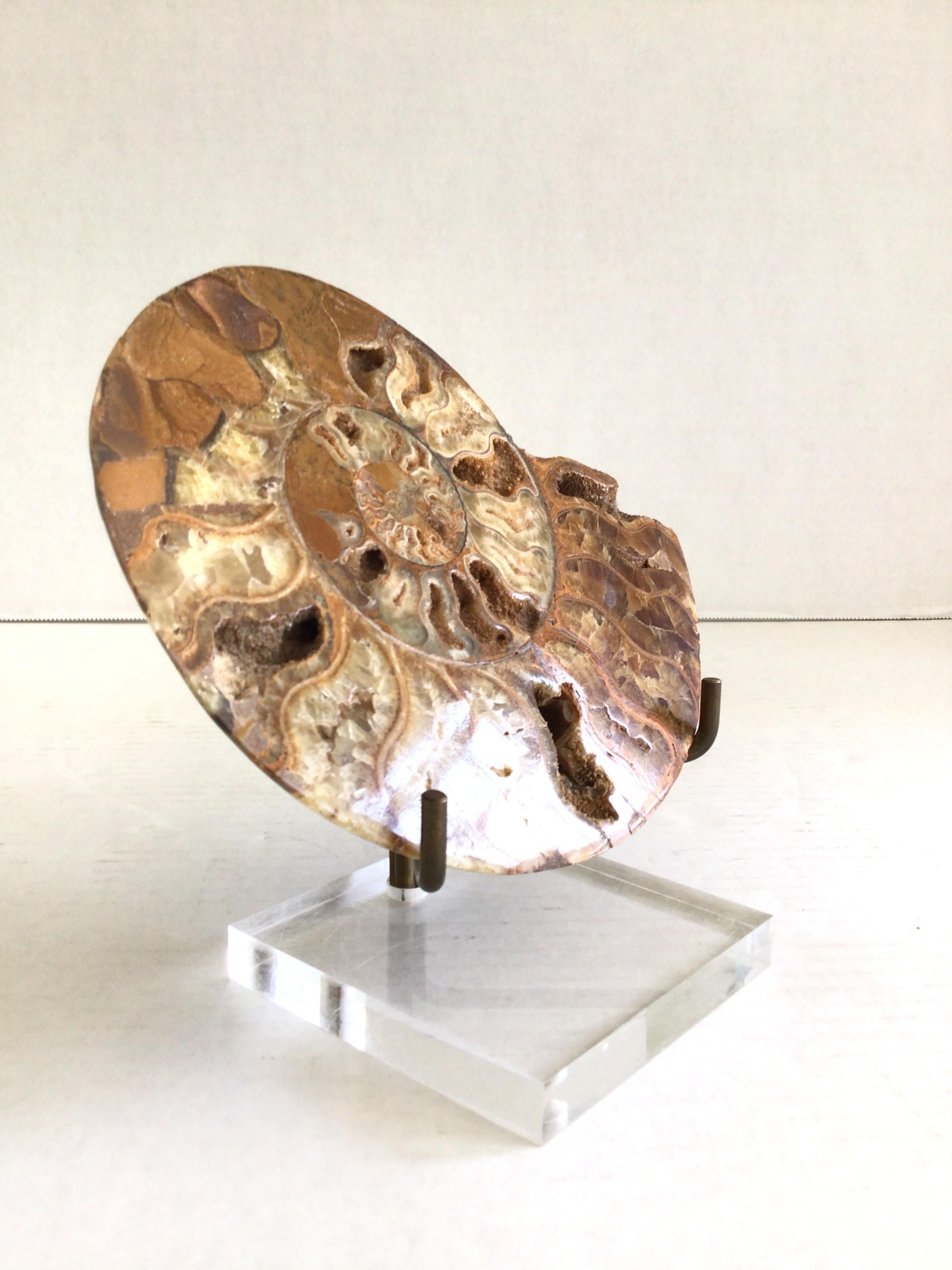 1970s Fossil Shell On Brass Holder and Lucite Base In Good Condition For Sale In Tarrytown, NY