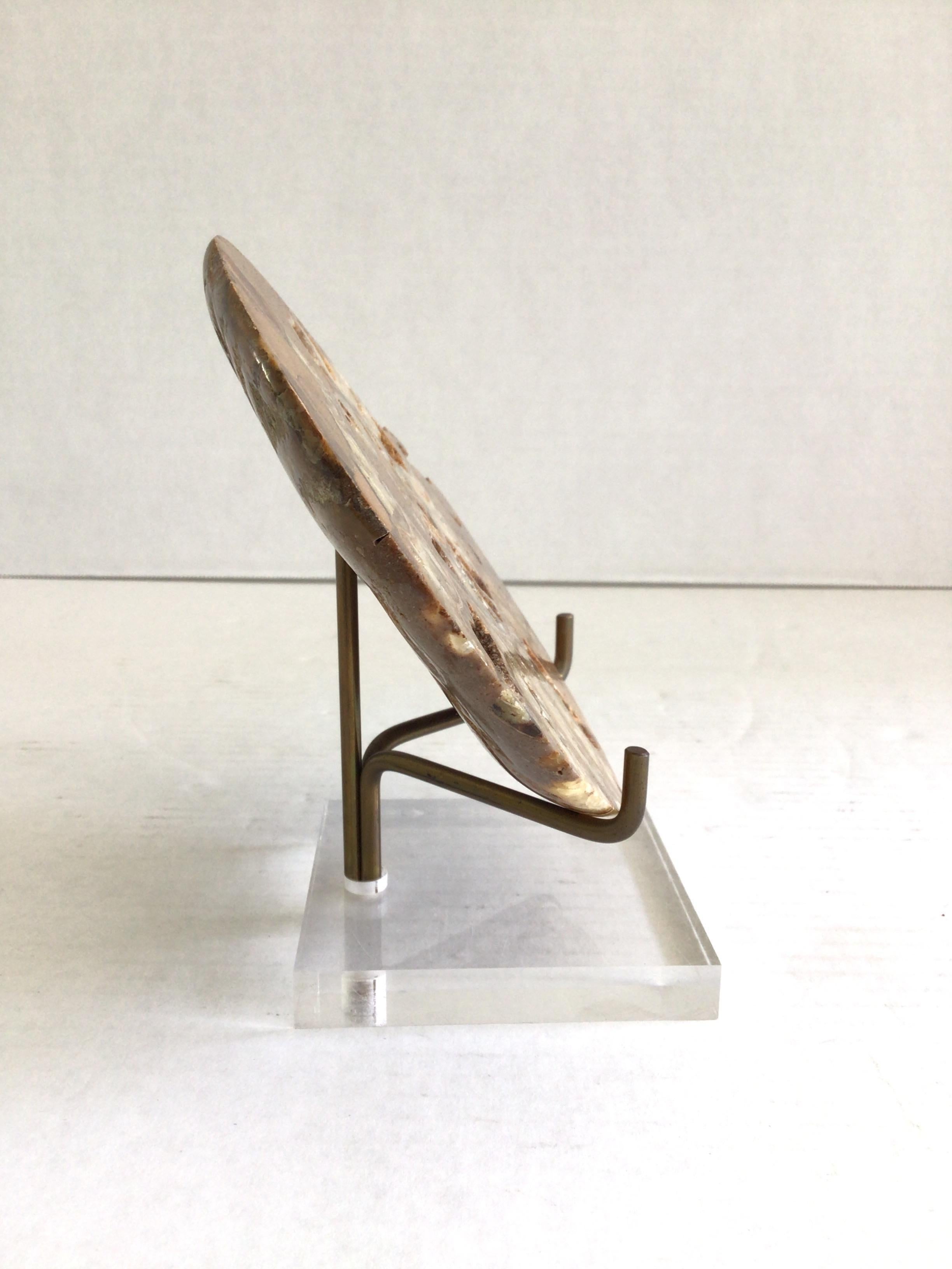 Late 20th Century 1970s Fossil Shell On Brass Holder and Lucite Base For Sale