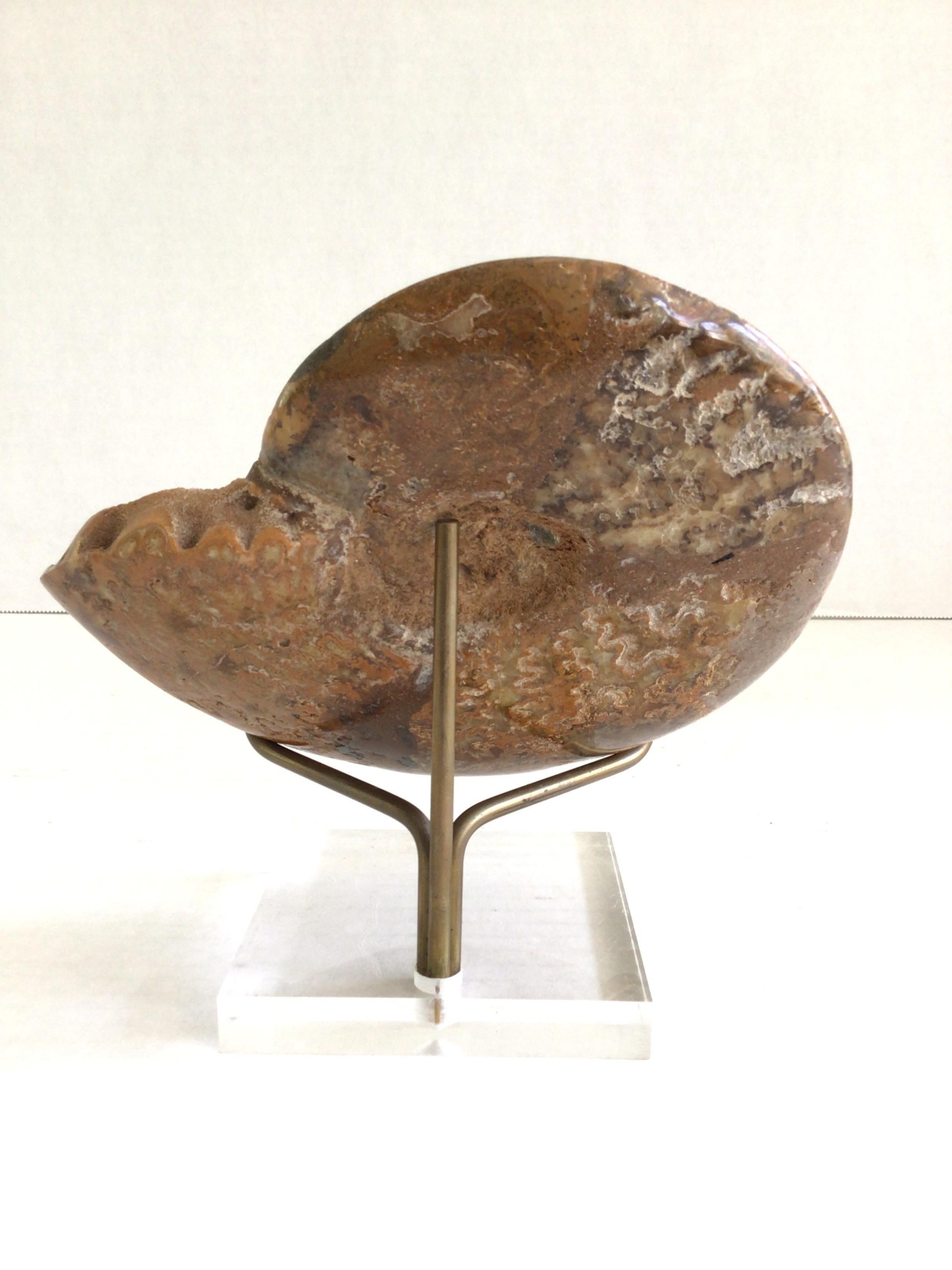 1970s Fossil Shell On Brass Holder and Lucite Base For Sale 1