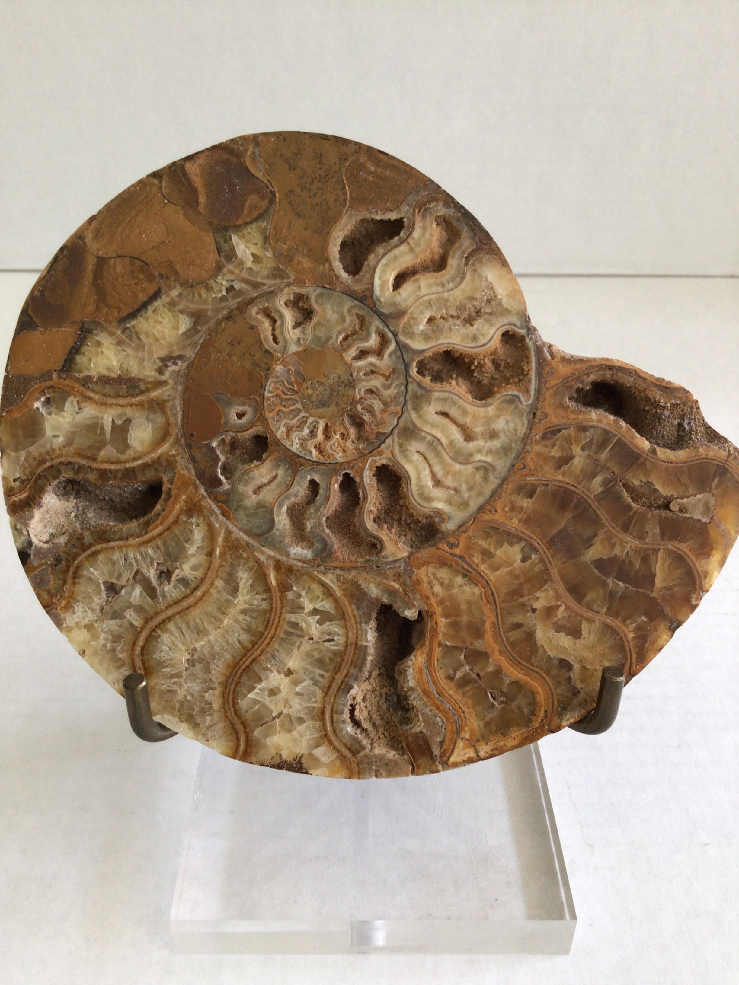 1970s Fossil Shell On Brass Holder and Lucite Base For Sale 2