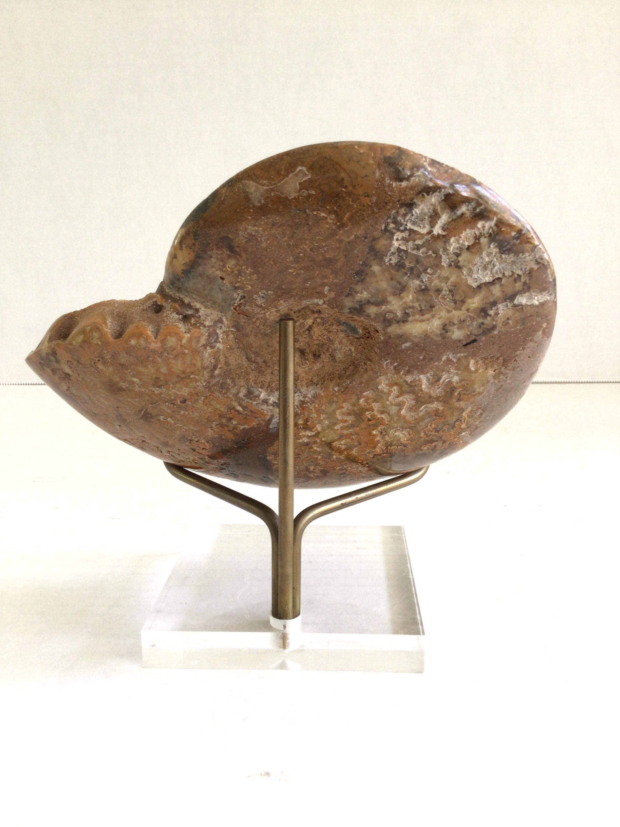 1970s Fossil Shell On Brass Holder and Lucite Base For Sale 3