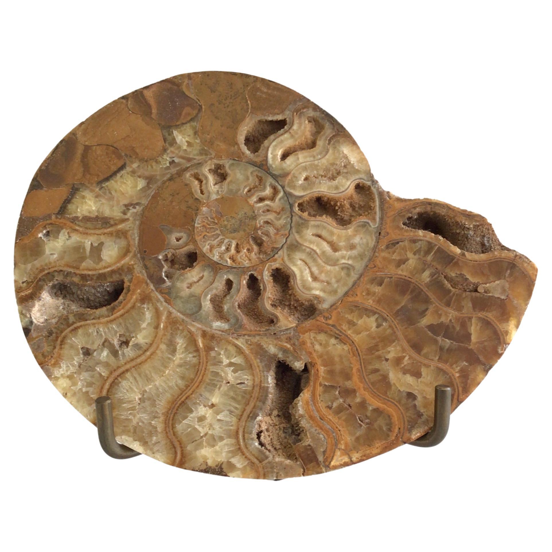 1970s Fossil Shell On Brass Holder and Lucite Base