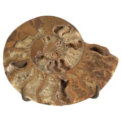 1970s Fossil Shell On Brass Holder and Lucite Base