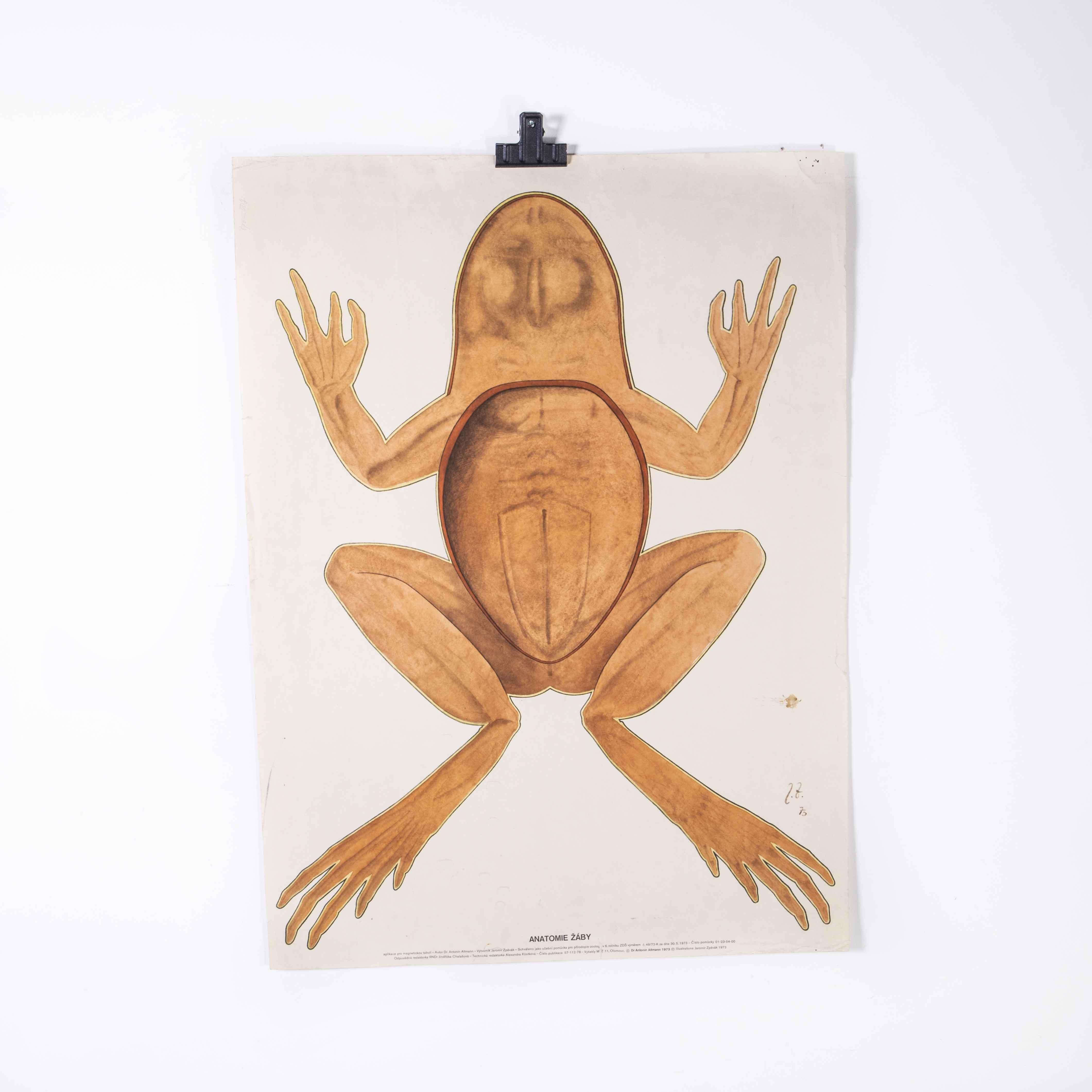 1970’s Frog Educational poster
1970’s Frog Educational poster. Early 20th century Czechoslovakian educational chart. A rare and vintage wall chart from the Czech Republic illustrating the outline of a frog. This lightweight paper poster is in