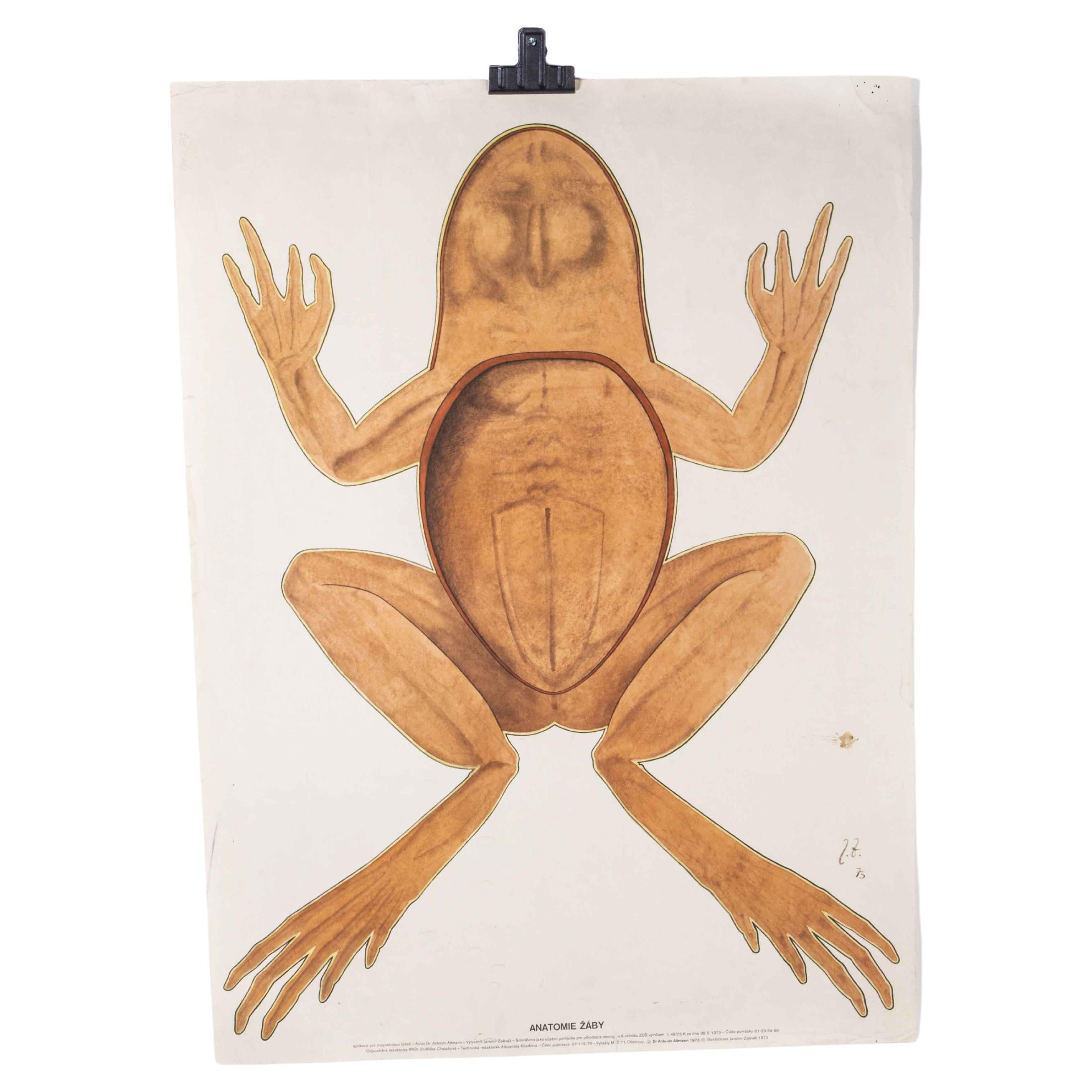 1970's Frog Educational Poster For Sale