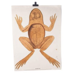Used 1970's Frog Educational Poster