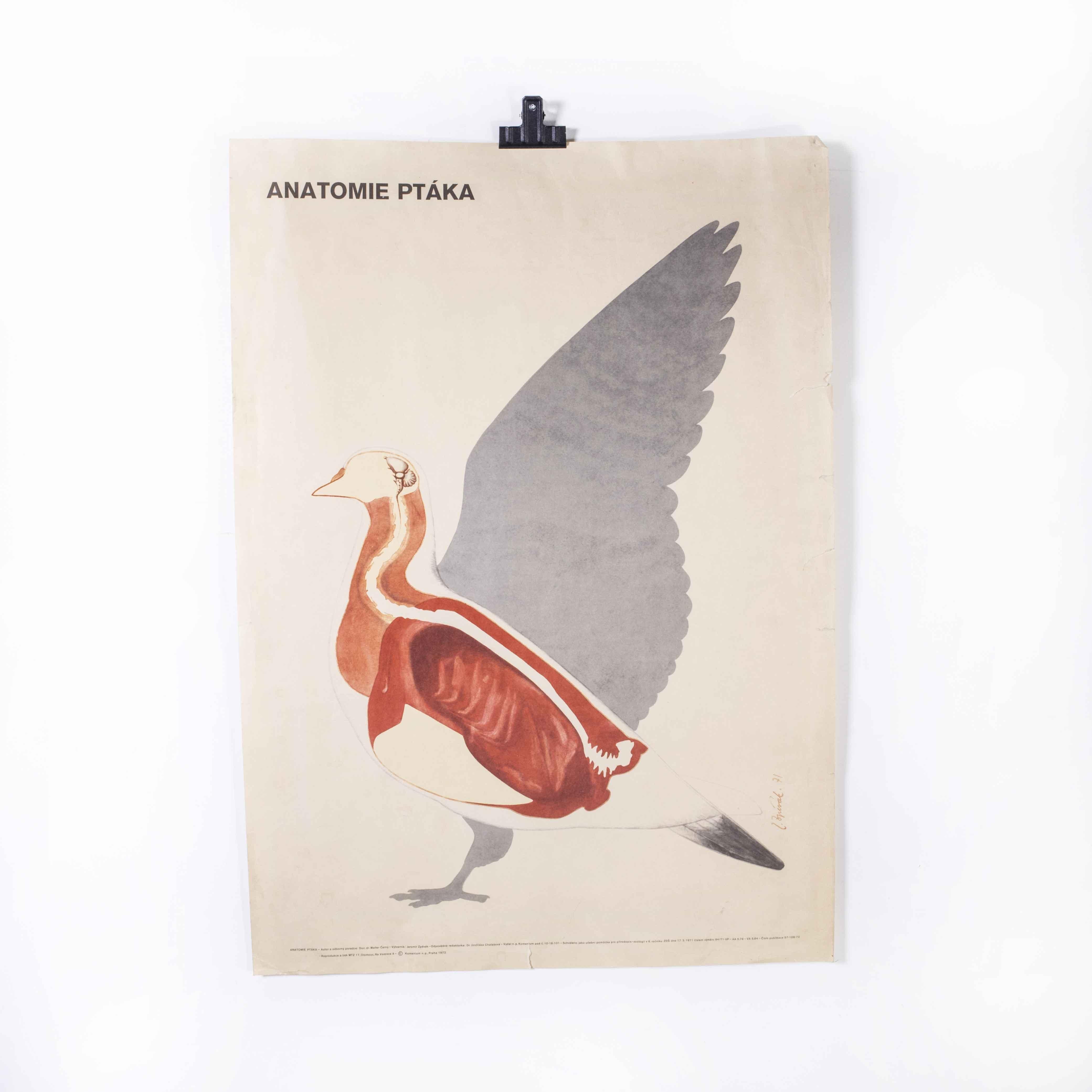 1970’s Goose Educational Poster
1970’s Goose Educational Poster. Early 20th century Czechoslovakian educational chart. A rare and vintage wall chart from the Czech Republic illustrating the anatomy of a goose. This heavyweight paper poster is in