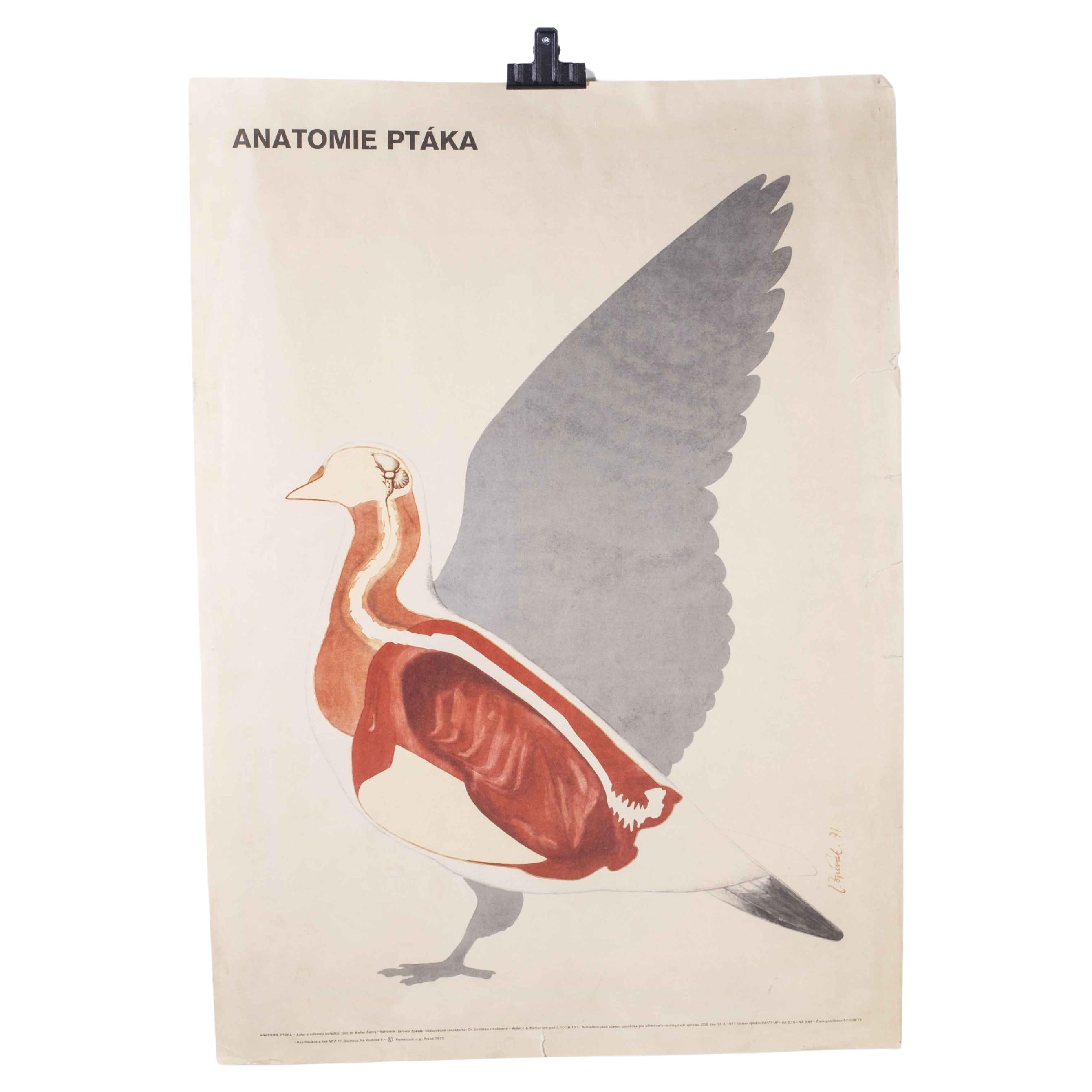 1970's Goose Educational Poster For Sale