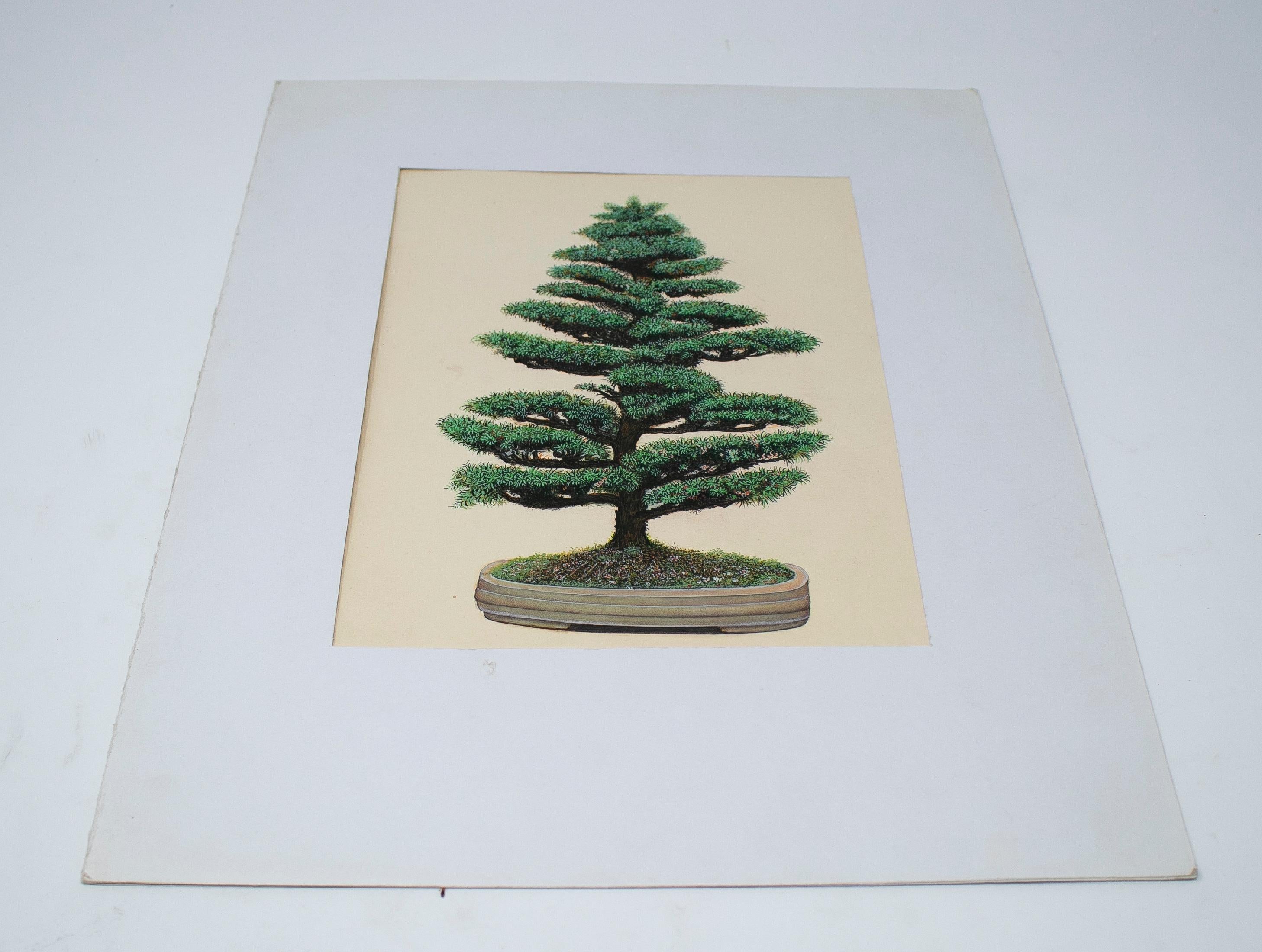 1970s Indian Bonsai Paper Drawing For Sale 5
