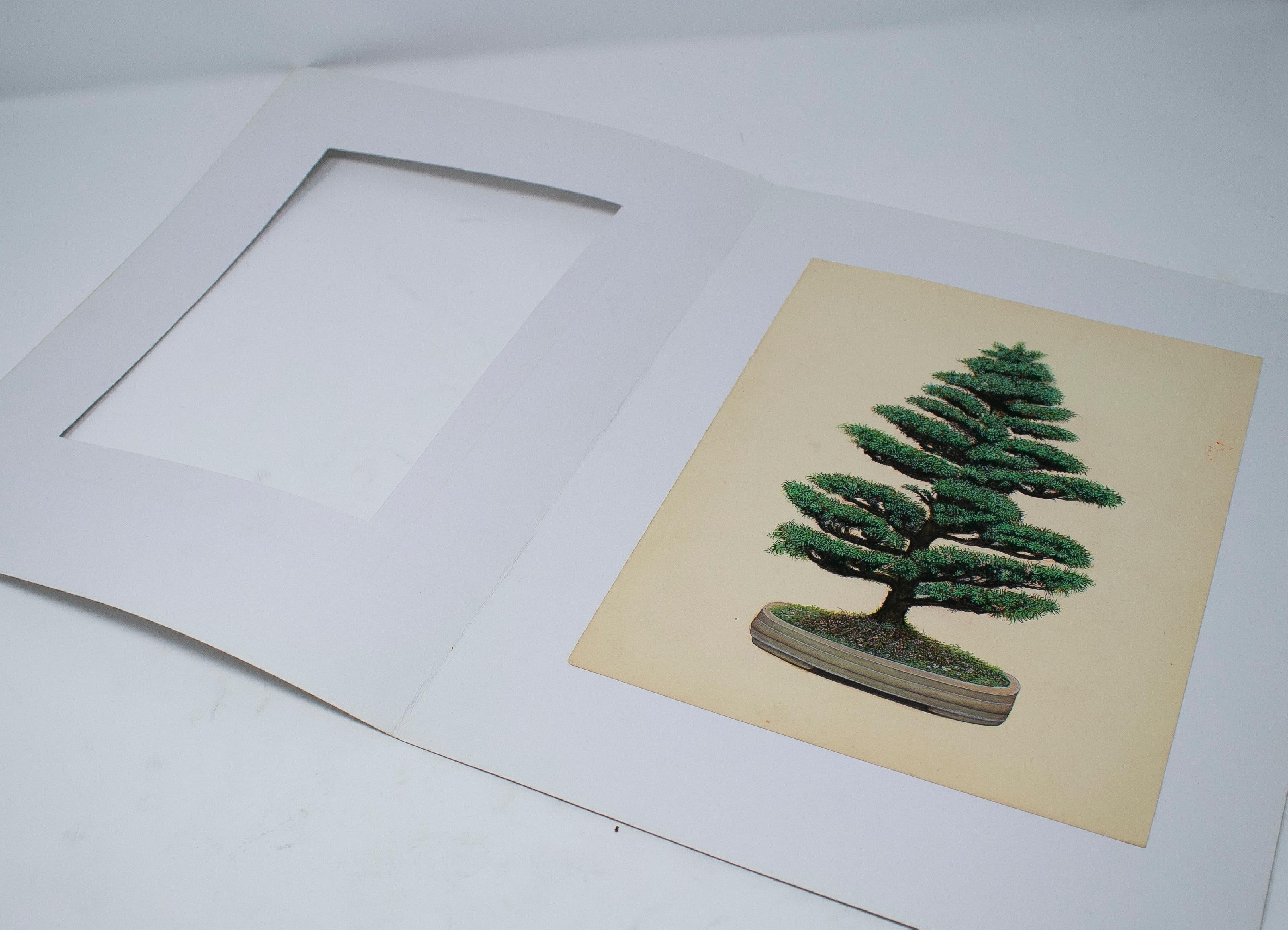 1970s Indian Bonsai Paper Drawing For Sale 4