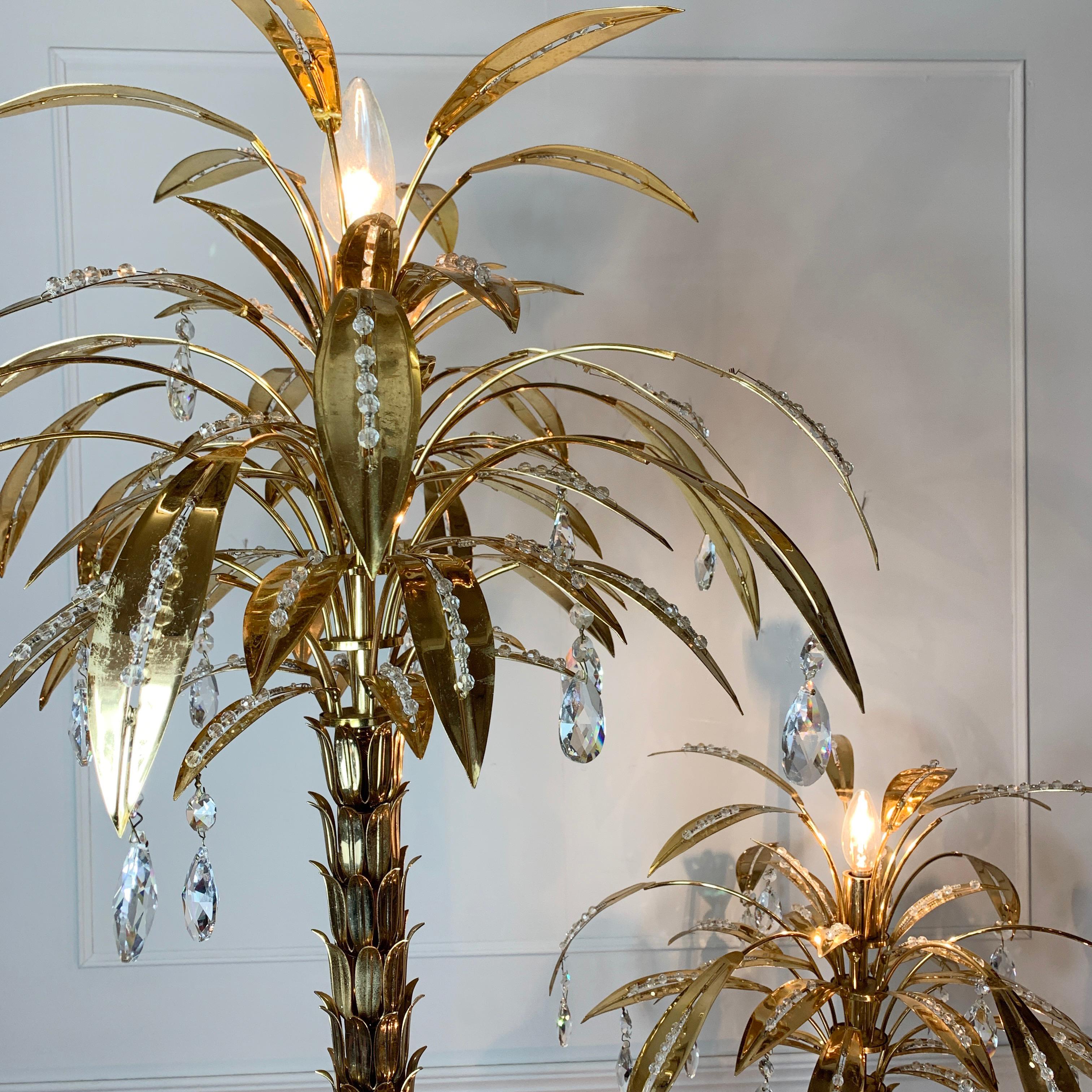 crystal palm plant