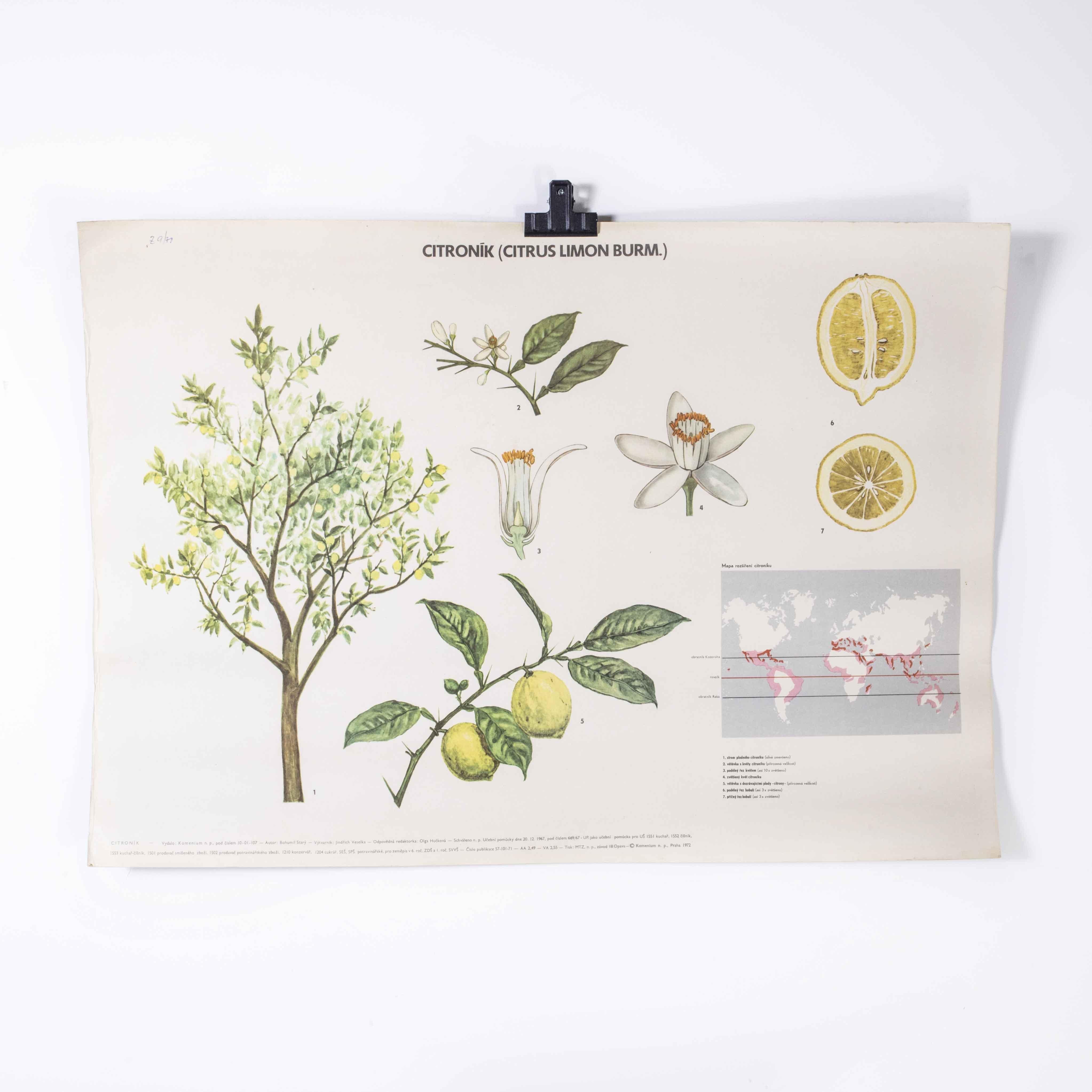 1970’s Lemon tree educational poster
1970’s Lemon tree educational poster. 20th century Czechoslovakian educational chart. A rare and vintage wall chart from the Czech Republic illustrating the internal structure of a lemon and its tree. This