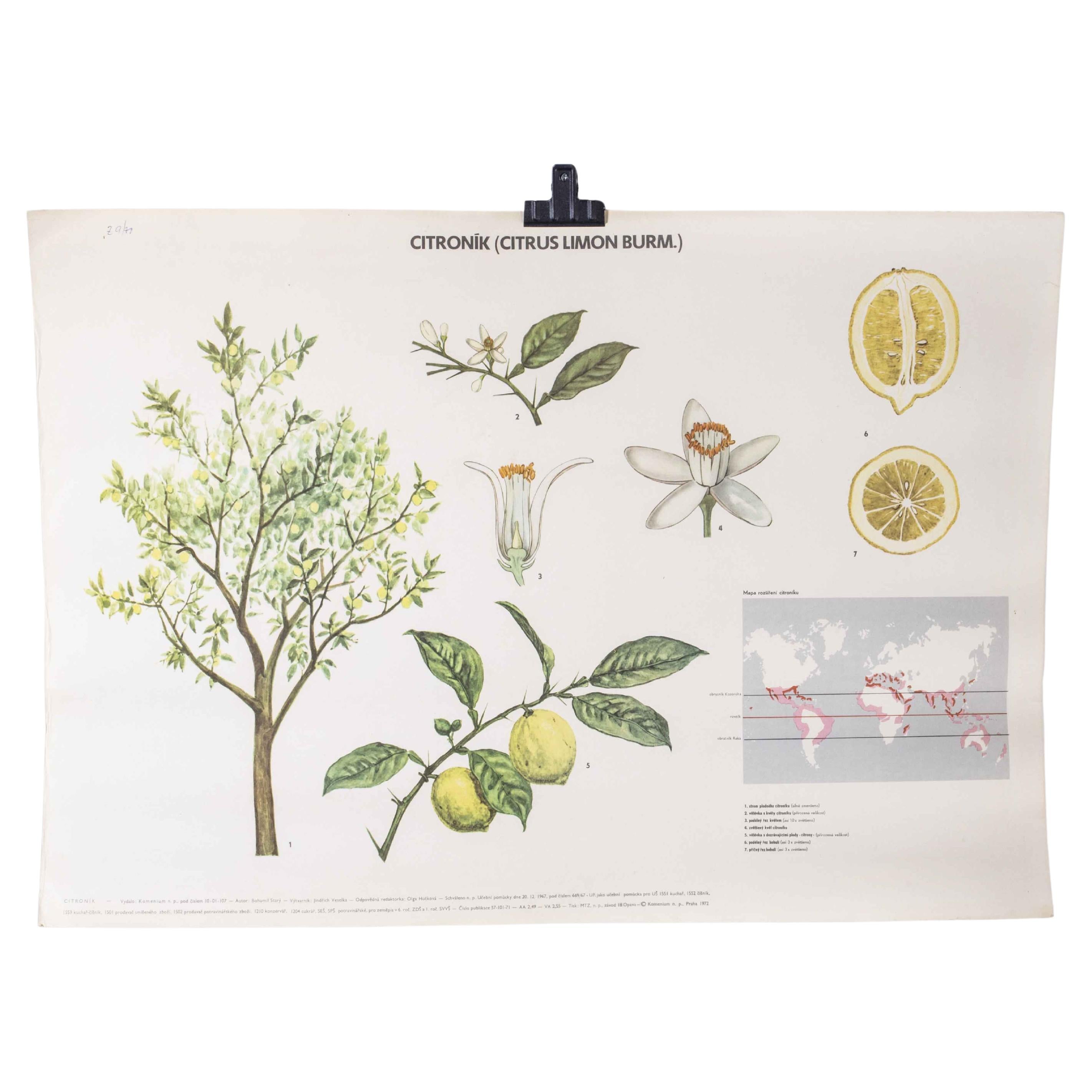 1970's Lemon Tree Educational Poster