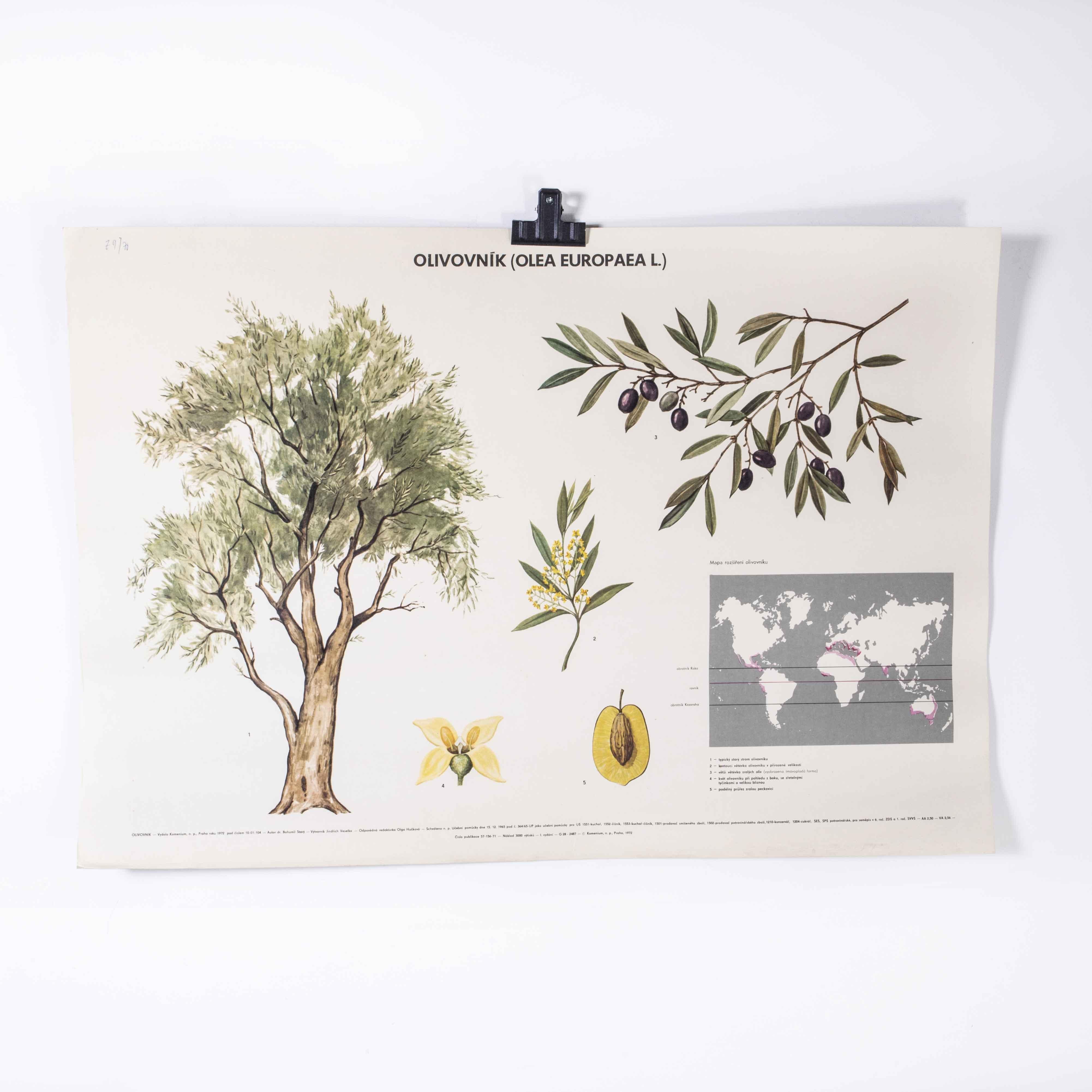 1970’s Olive Tree Educational Poster
1970’s Olive Tree Educational Poster. 20th century Czechoslovakian educational chart. A rare and vintage wall chart from the Czech Republic illustrating the internal structure of an olive and its tree. This