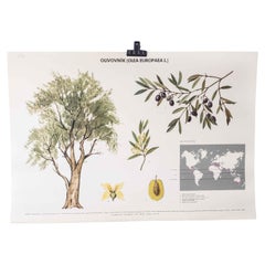 1970's Olive Tree Educational Poster