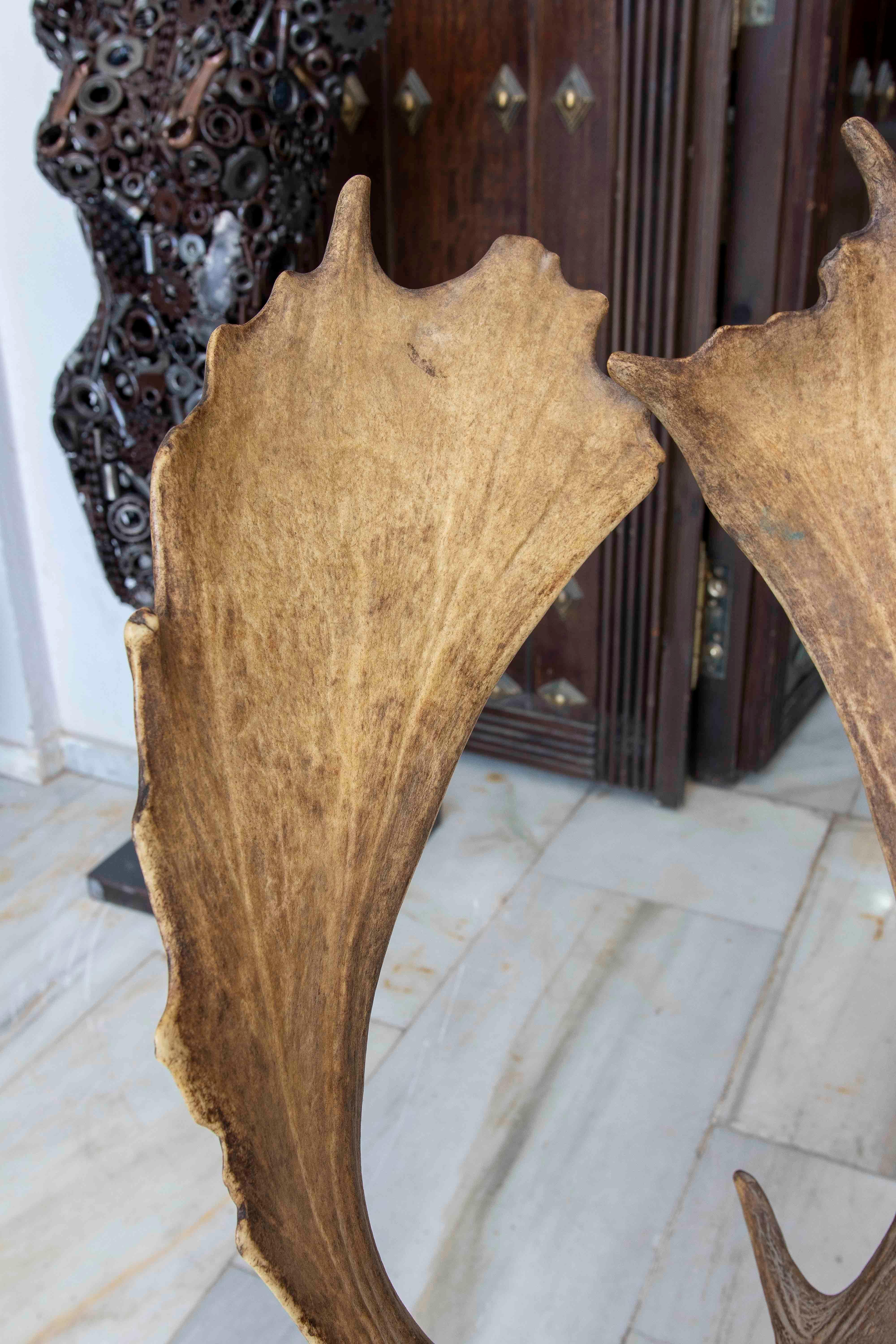 Pareja de sillas de caza de los años 70 con cornamenta y piel de ciervo en venta 3